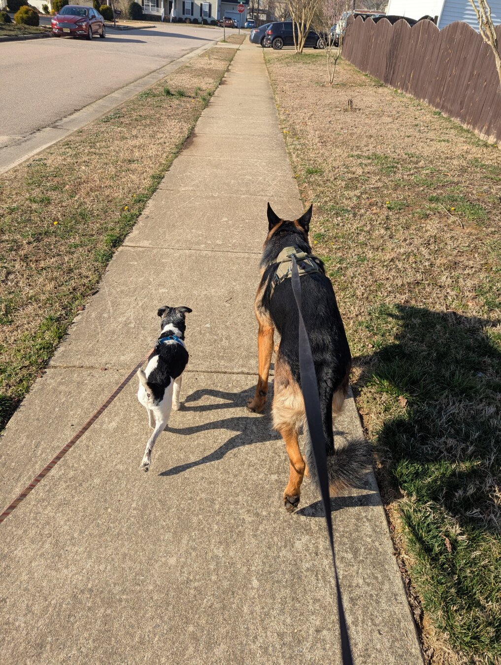 A Jack Russell Terrier to the left and a German Shepherd Dog to the right. Both at the end of their leashes.