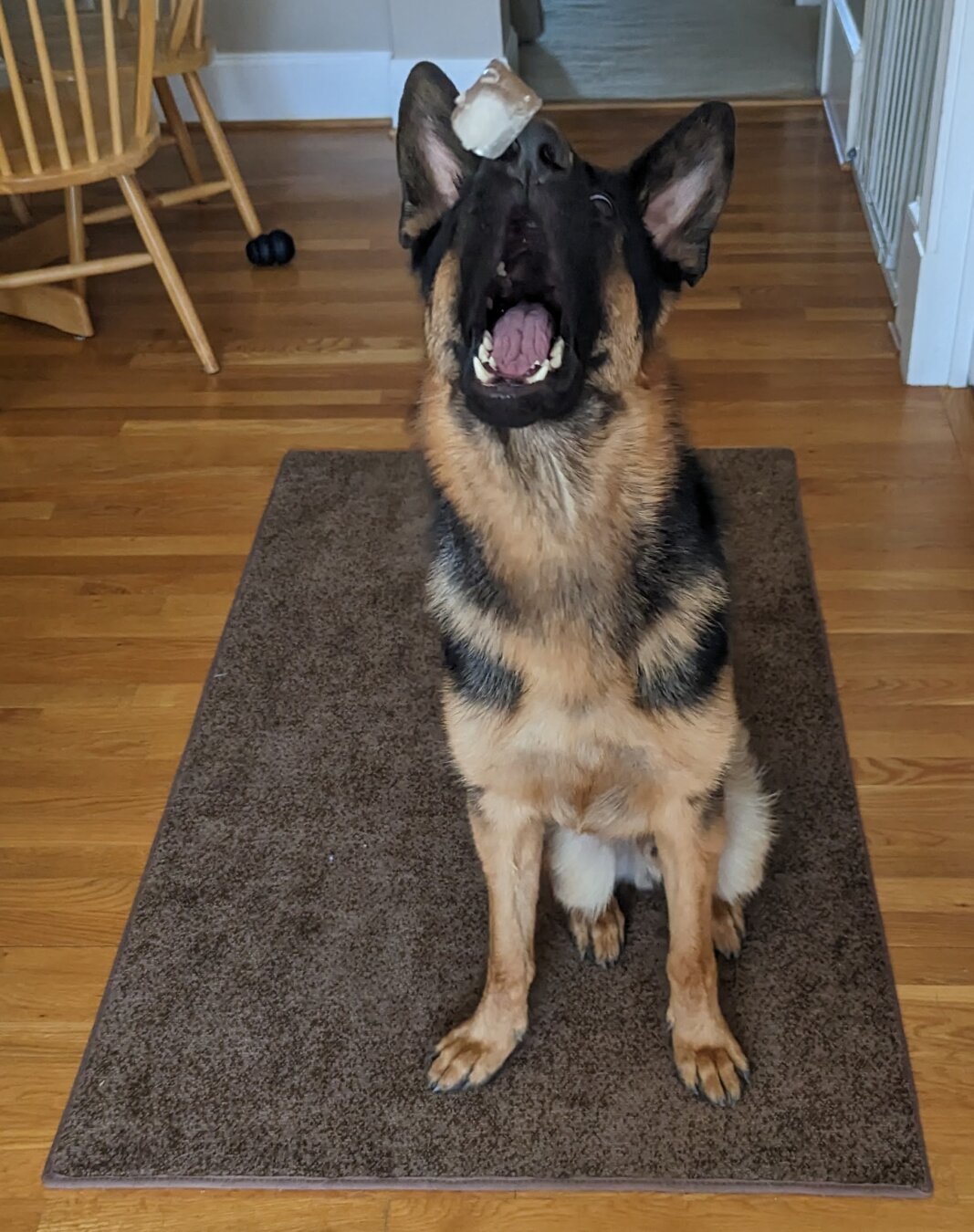 A German Shepherd Dog with his mouth open as an ice cube is caught mid-flight to his mouth.