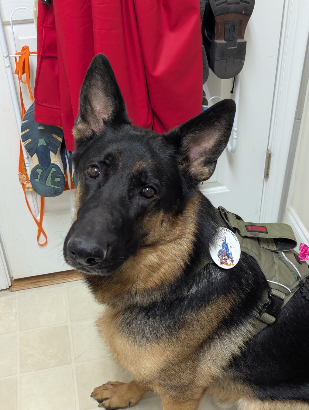 A German Shepherd Dog looking at the camera. He had a pin on his harness that reads,"Today is My Birthday"