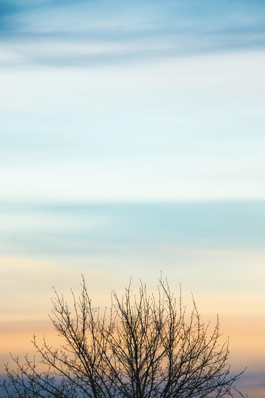 A tall image of a sky with soft, light clouds - blue sky at the top, fading down to an orange sunset and at the bottom, the dark branches of a tree reaching up into the frame. The sky looks painted with soft white strokes of cloud breaking up the blues and oranges