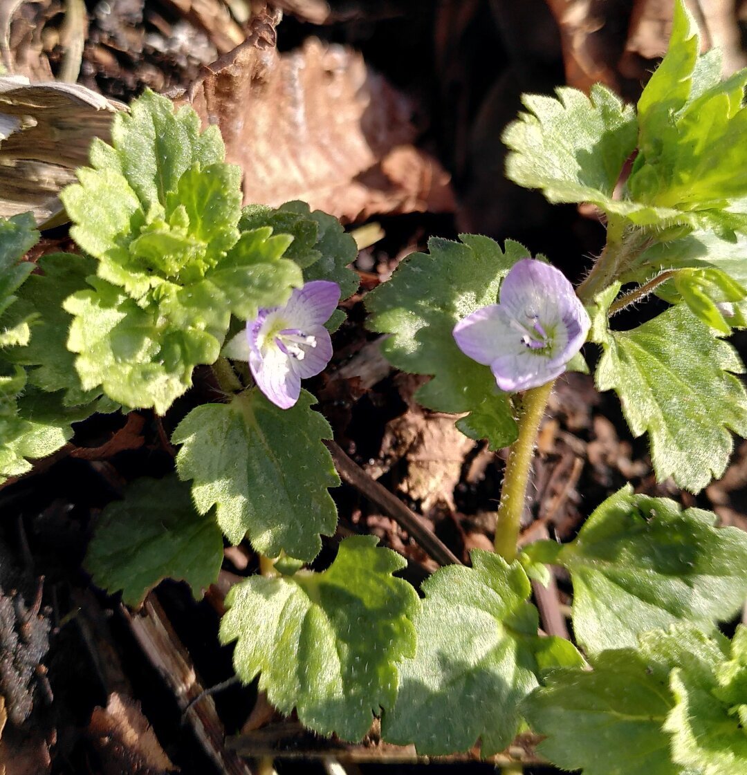 a small flower with lila and white petals and fresh green leaves between fallen autumnleaves