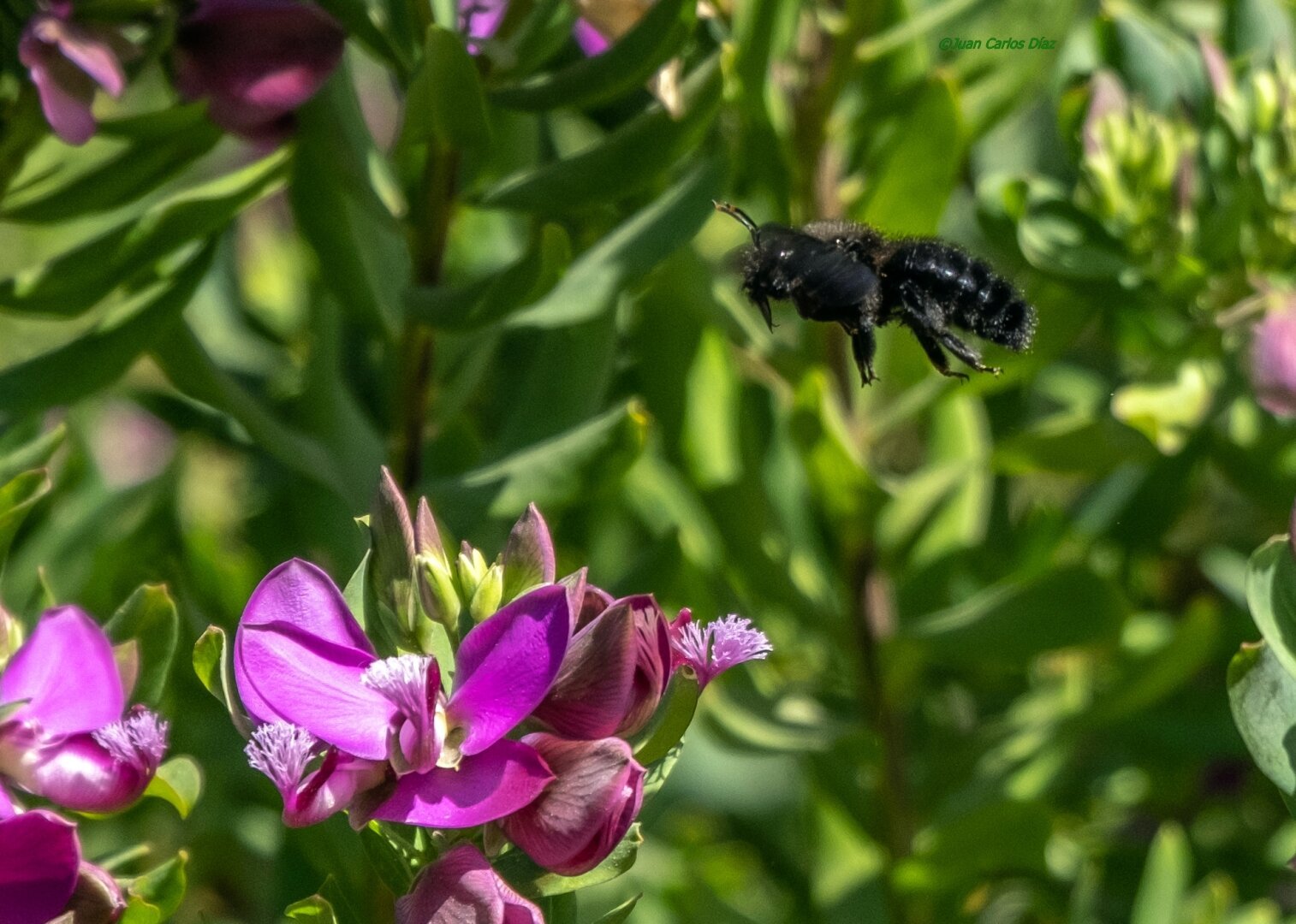 En la foto se ve un abejorro negro "congelado" en el aire yendo hacia una flor.

In the photo you can see a black bee "frozen" in the air going towards a flower.