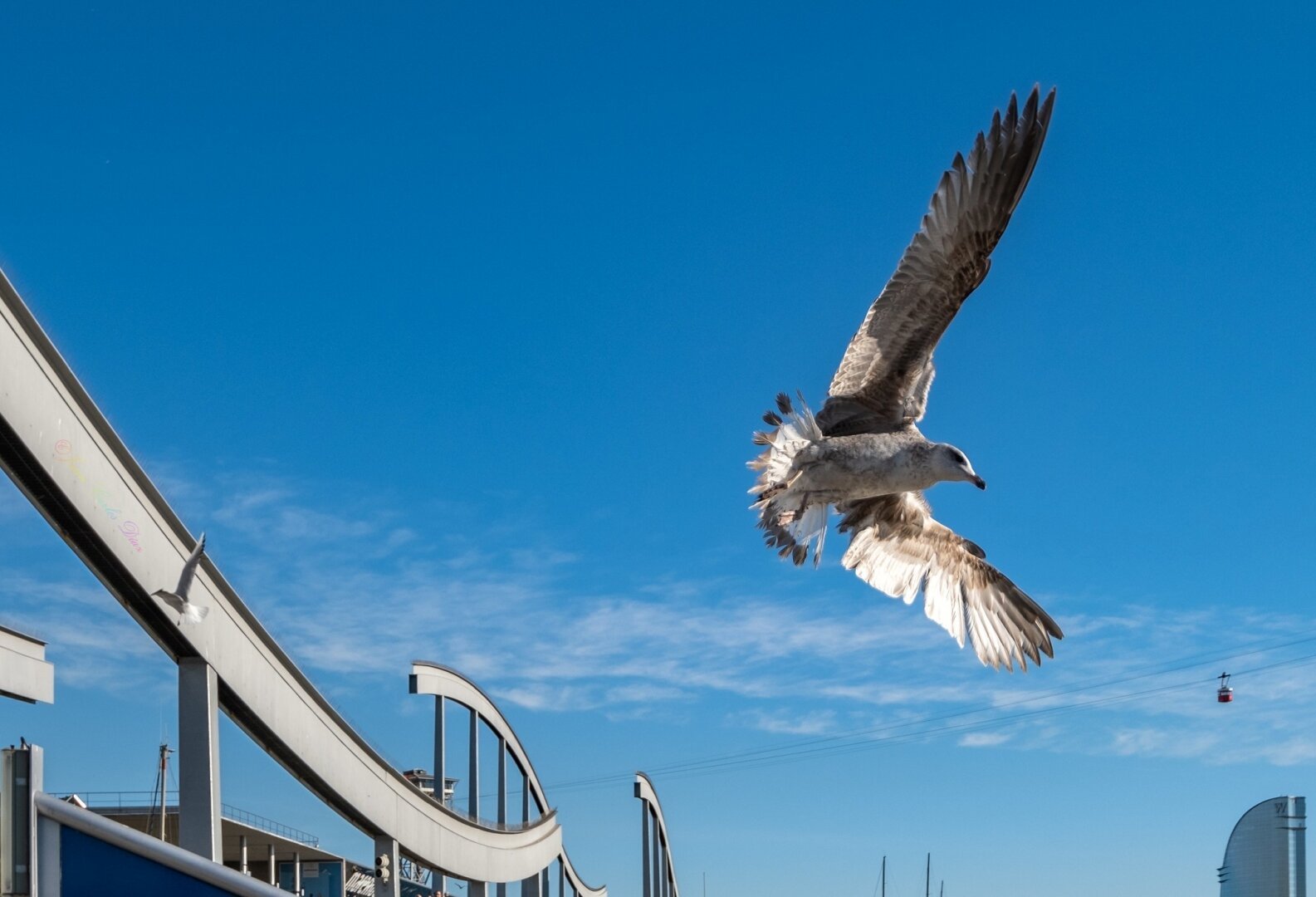 Se ve con el fondo de un bonito cielo azul una gaviota volando y de fondo el teleférico y el Hotel W

Against the background of a beautiful blue sky, you can see a seagull flying and in the background the cable car and the W Hotel
