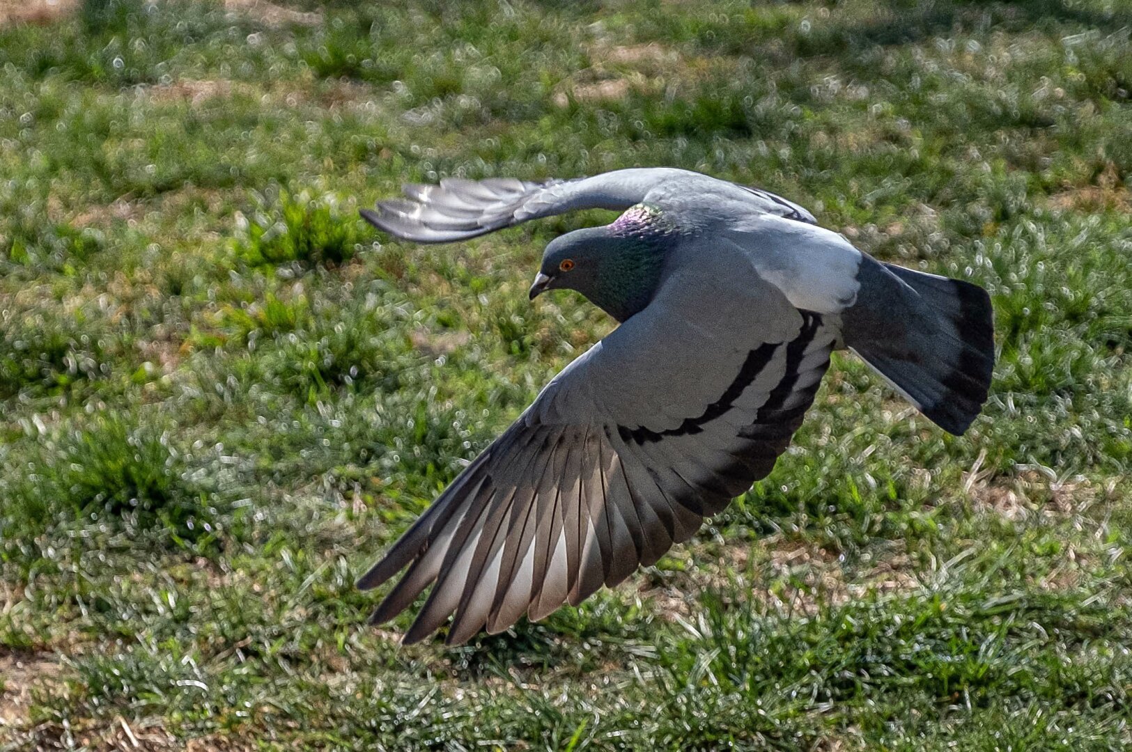 Una paloma en pleno vuelo con las alas extendidas pero no planeando, agitando las alas. El fondo es un césped verde común.

A pigeon in mid-flight with its wings spread but not gliding, flapping its wings. The background is a common green lawn.