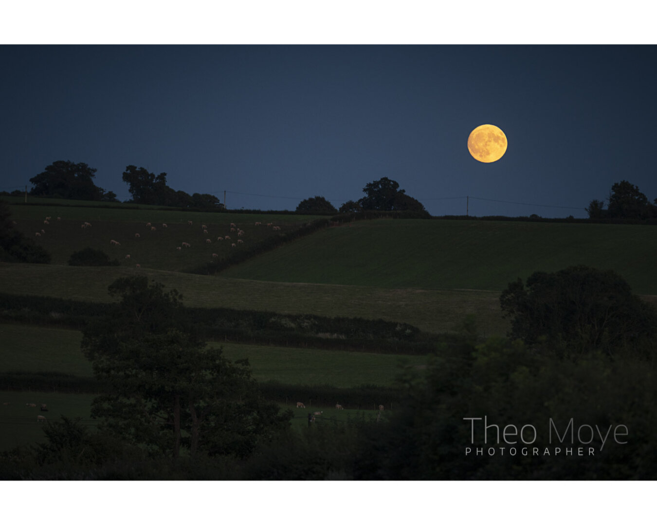 An orange full moon, known as the Buck Moon in July, looks large over dusky sloping fields with sheep grazing in them.