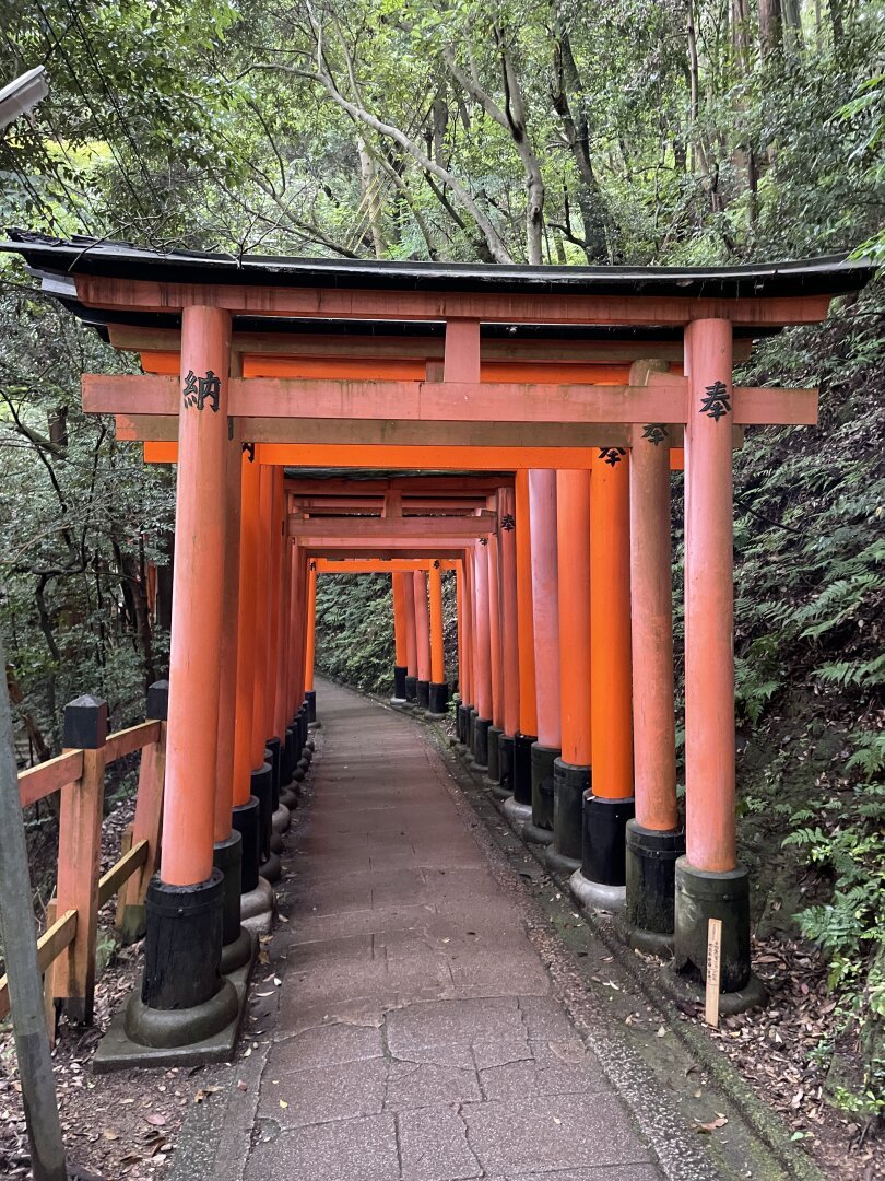 Red Tori Gates surrounded by trees