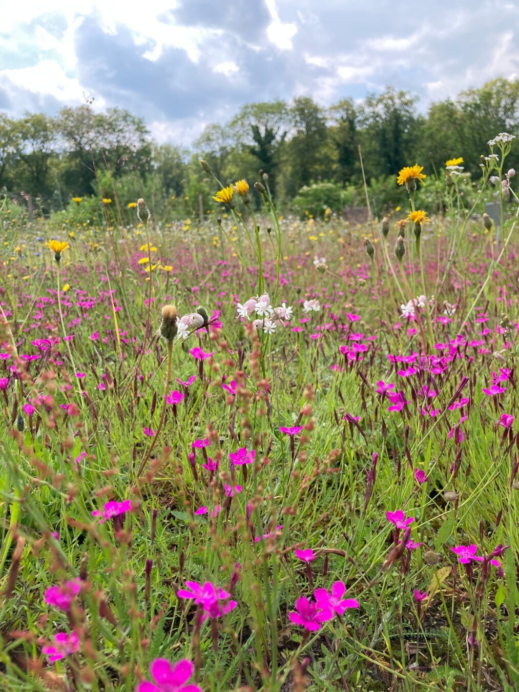 Zaai nu inheems voor biodiversiteit