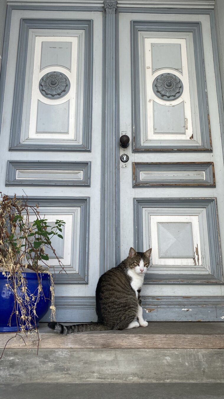 Eine grau-weiß gestromte Katze sitzt vor einer schön gestalteten, doppelflügigen Tür. Sie ist in verblassten Blautönen gehalten, links im Bild steht ein dunkelblauer Blumentopf, aus dem eine (für mich) nicht näher bestimmbare Pflanze wächst.