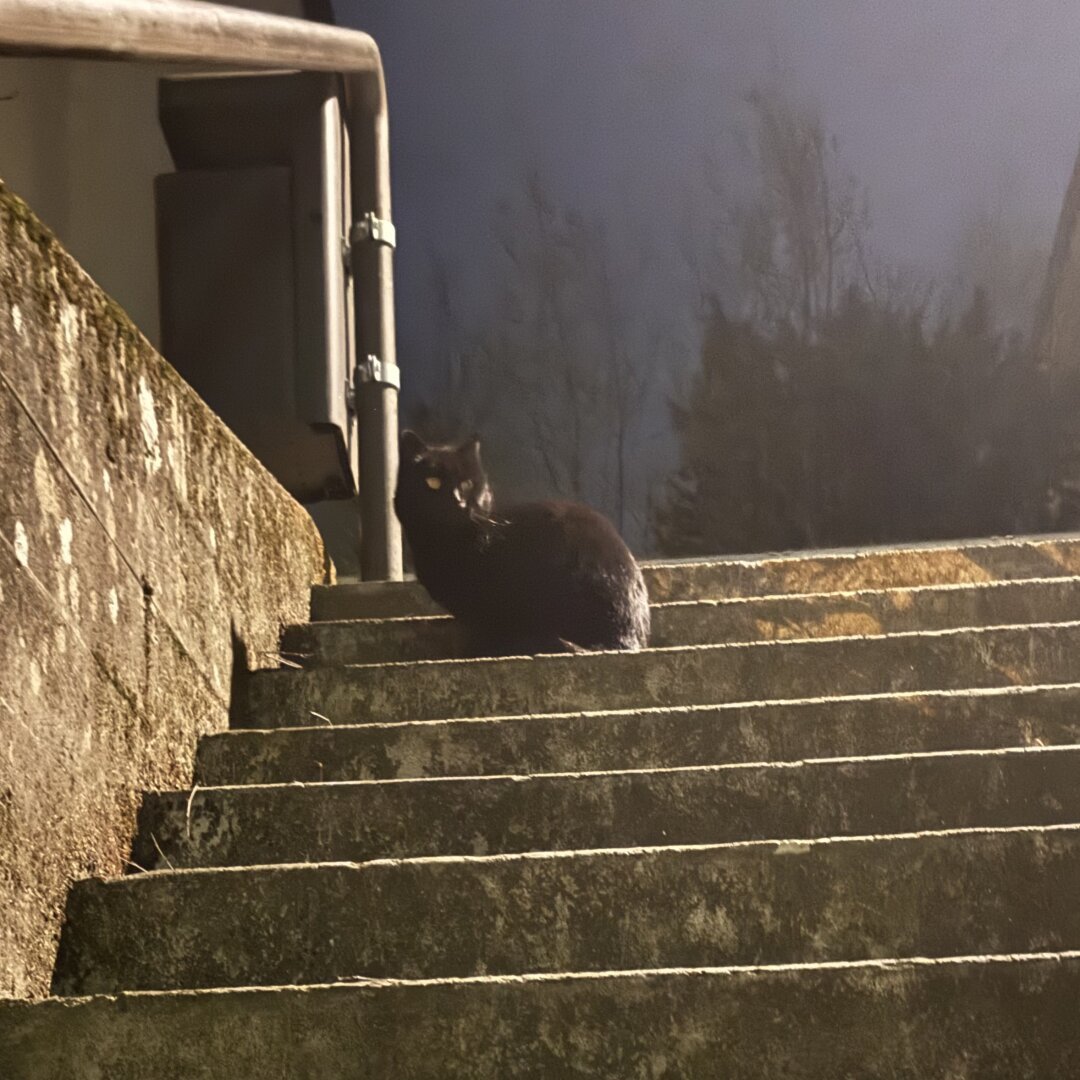 Eine schwarze Katze sitzt geduckt auf einer Treppe, beleuchtet von einer Straßenlaterne
