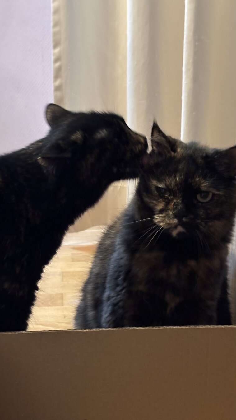 Lissy (links, eine dunklere Schildpattkatze) putzt Teddy (rechts, eine hellere Schildpattkatze). Teddy hat einen äußerst gequälten Gesichtsausdruck, während sie die Putztortur über sich ergehen lässt.