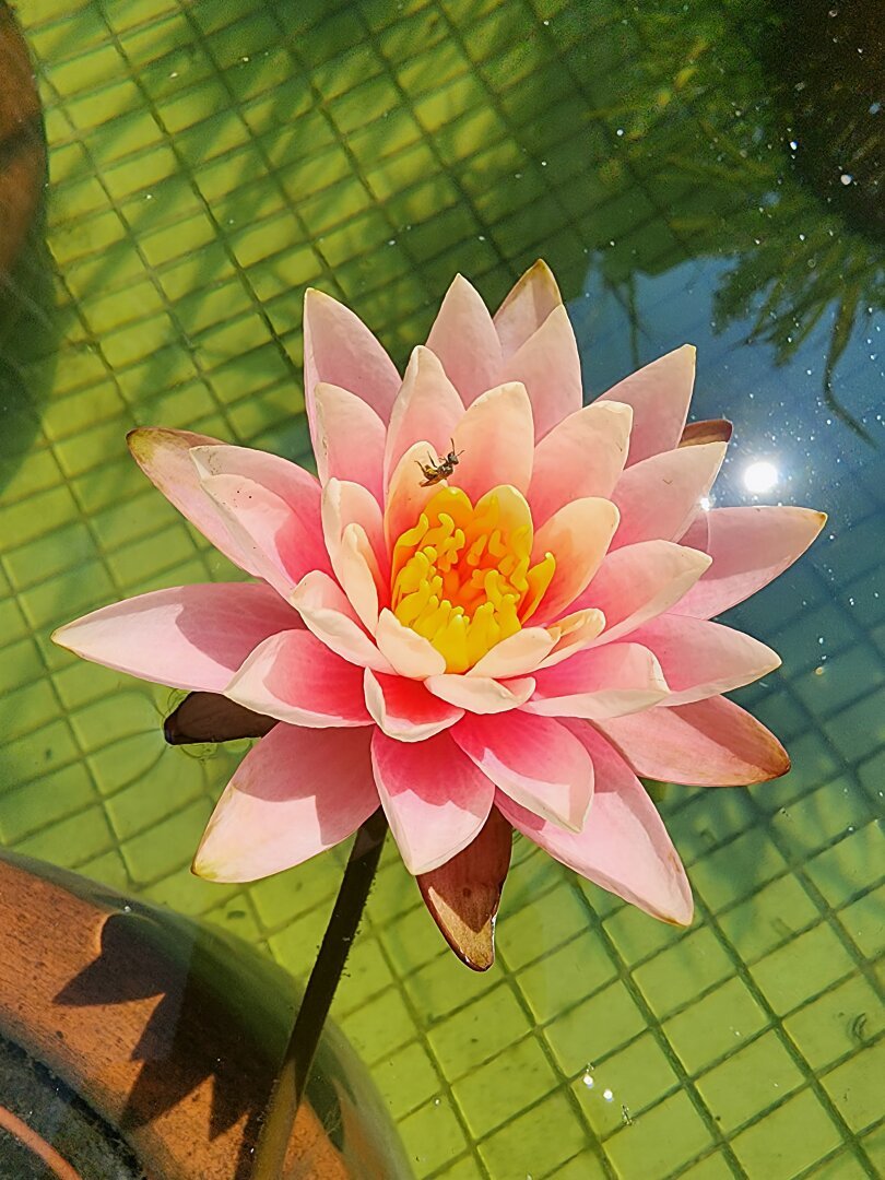 Lotus in fountain with bee