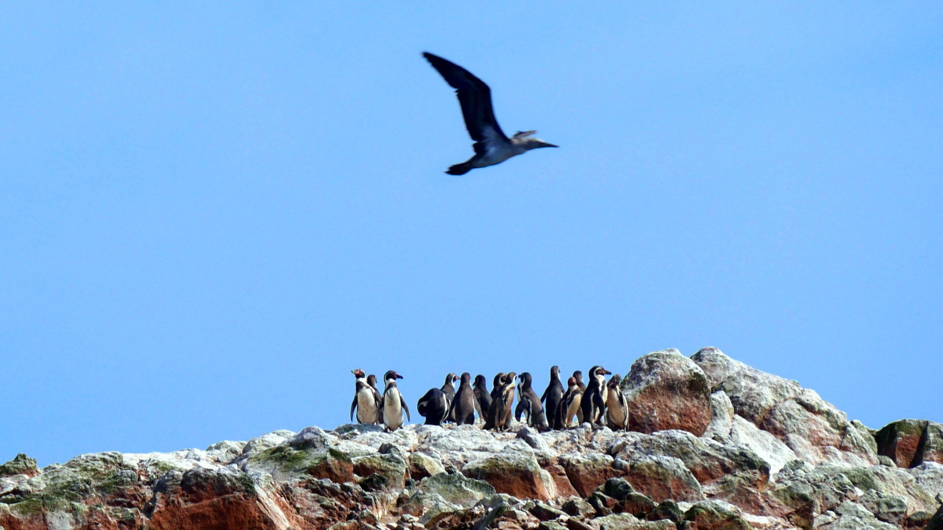 A group of over a dozen black and white Humboldt penguins stand on a barren rock. Their distinctive shape and the stark contrast of their plumage stand out well against the blue sky behind them. A Peruvian gannet flies in the sky.