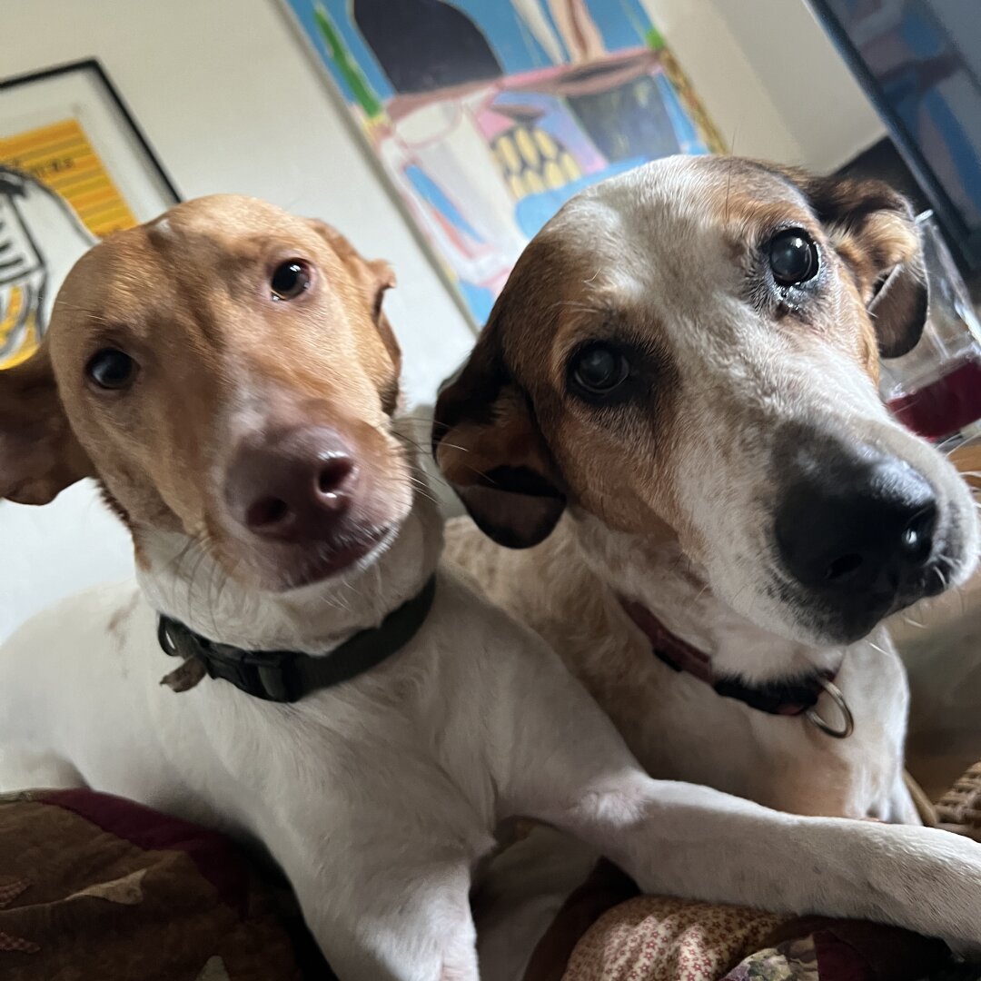 Strays ❤️‍🔥