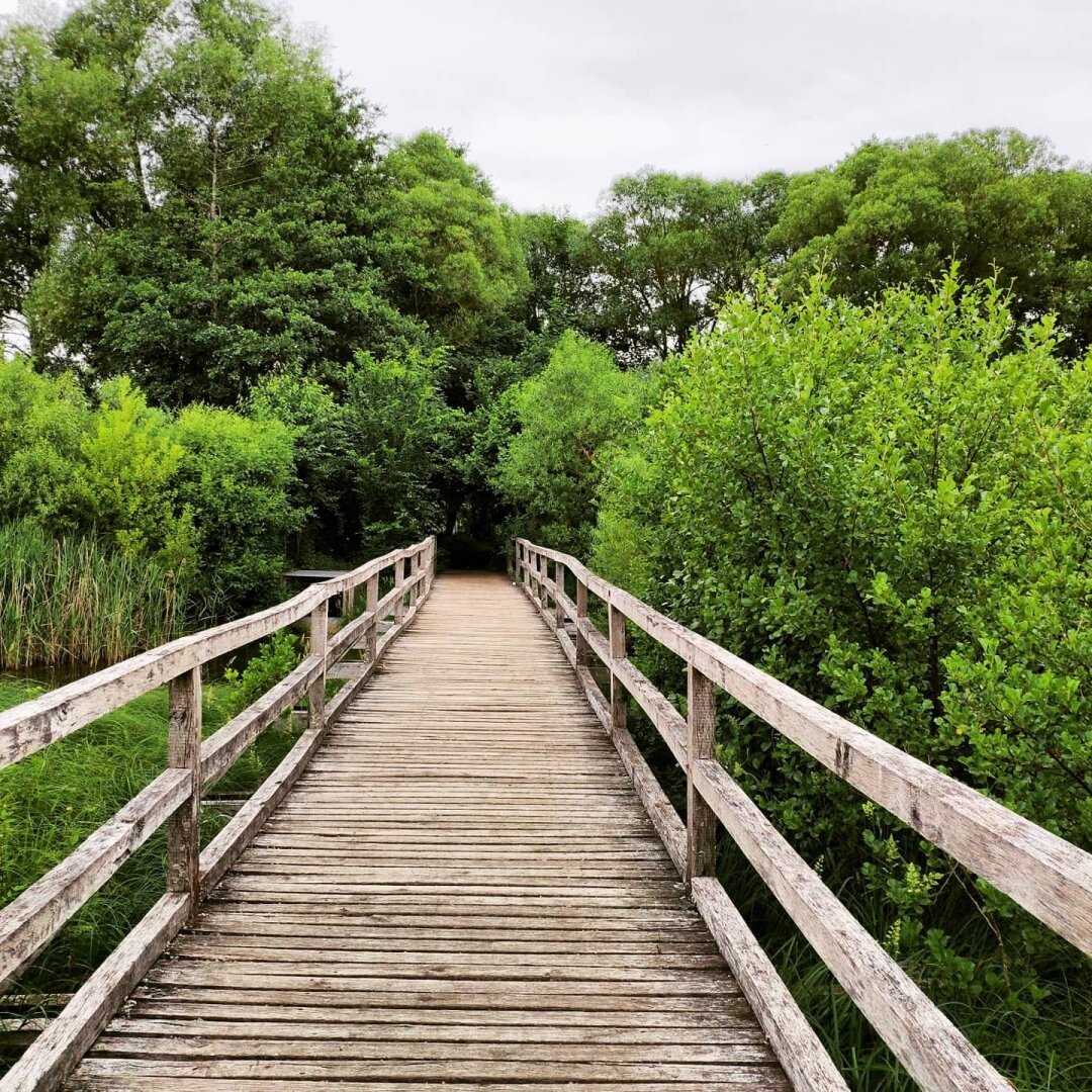 Photo of bridge at Dreifelder Weiher