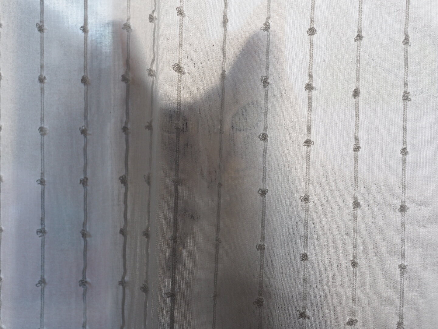 The outline of a cat's face seen through a lace curtain. Her eyes are the most prominent part of her, as she stares back at me taking the photo