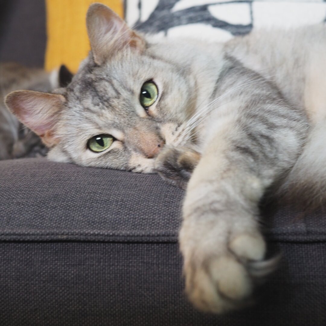 A photo of a cat napping on her side. A paw dangles off the couch, closest to the camera. Following her leg leads up to her half-open eyes looking straight into your soul