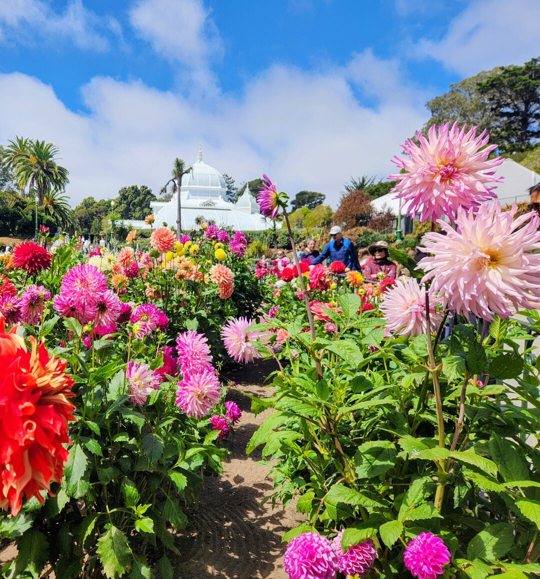 A riot of colorful dahlias in front of the conservatory of flowers in San Francisco