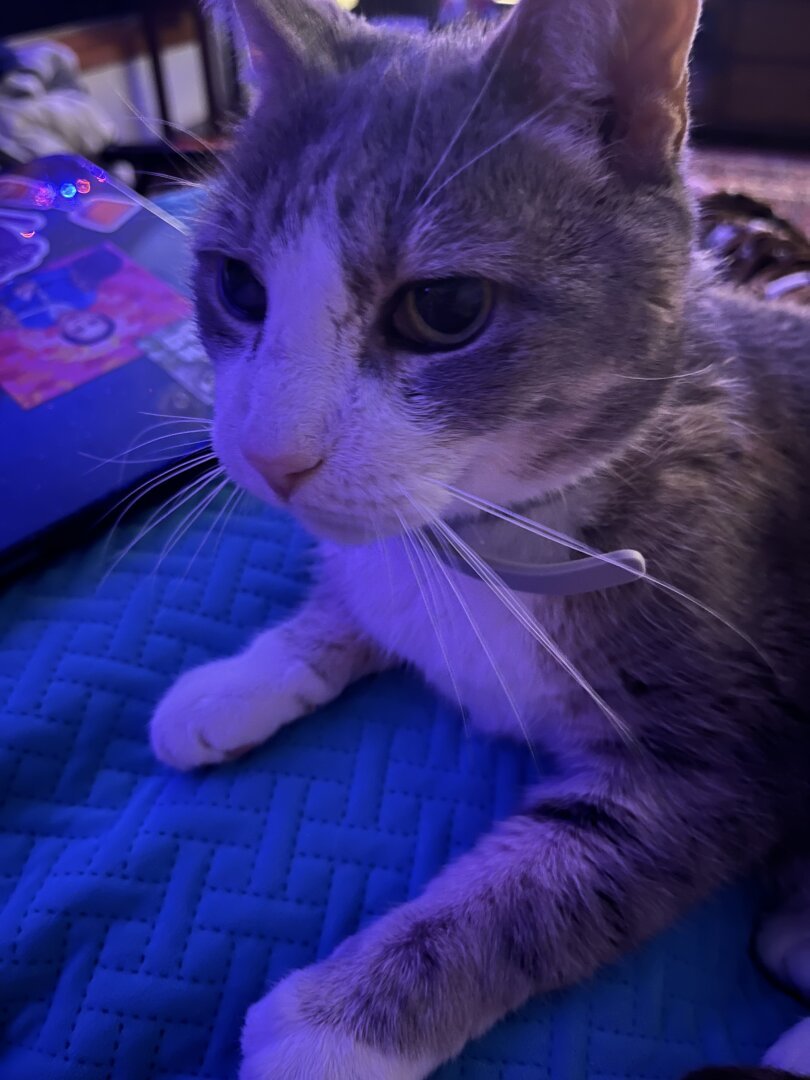 Gray and white cat on a pillow