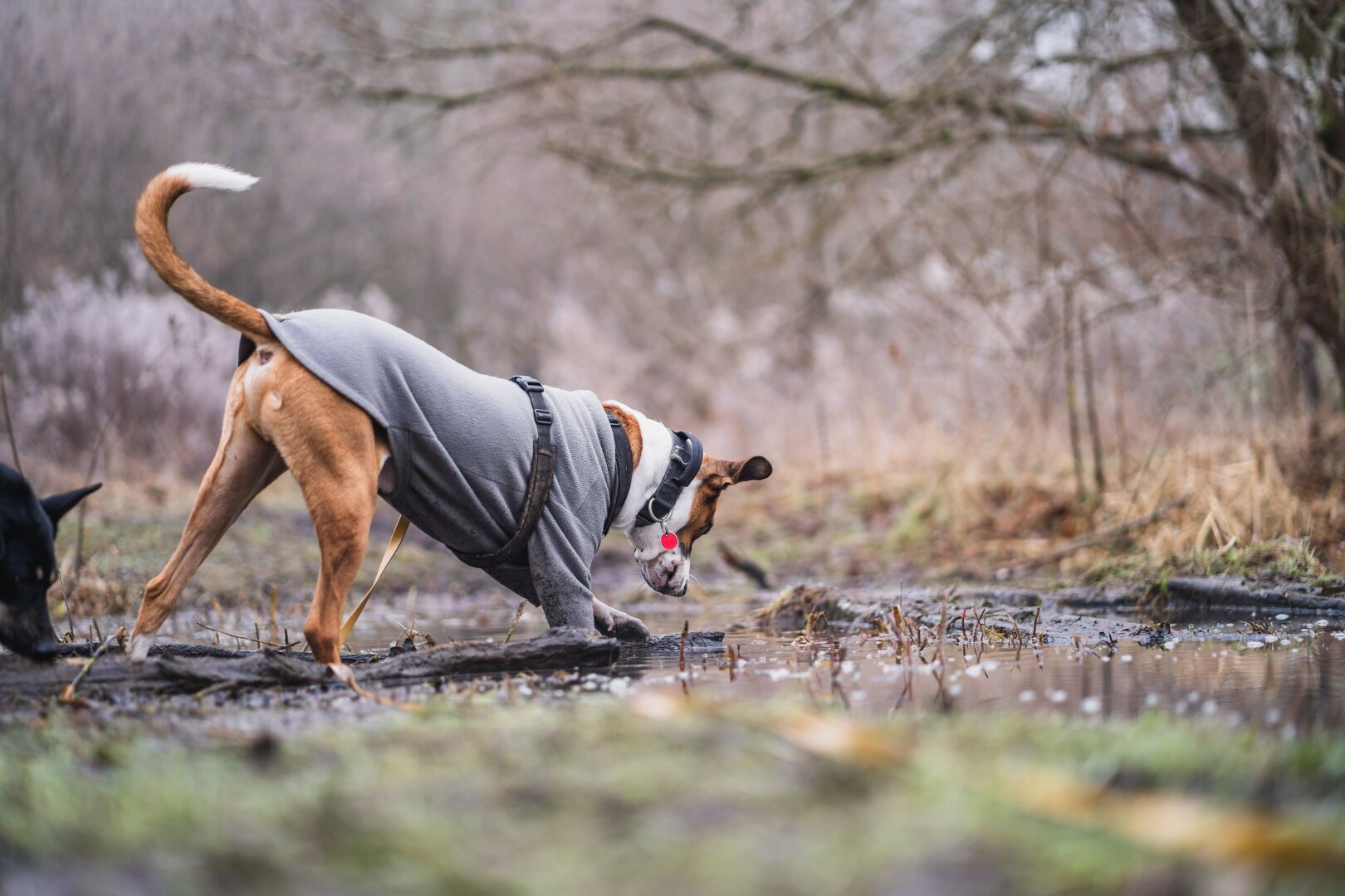 An Orange and white dog with a fleece on stands in a dirty puddle in a field and looks at it