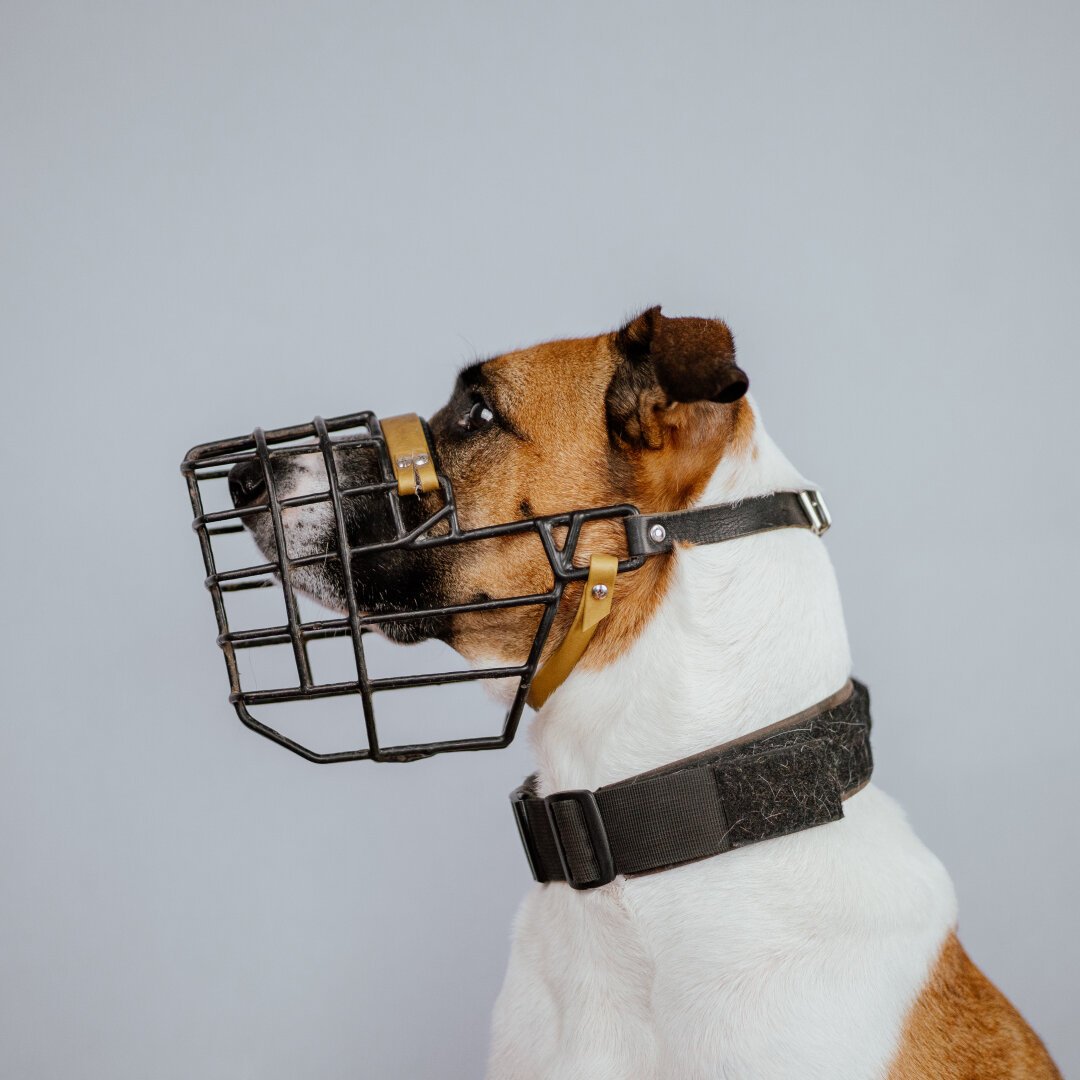 Dog with a black metal muzzle