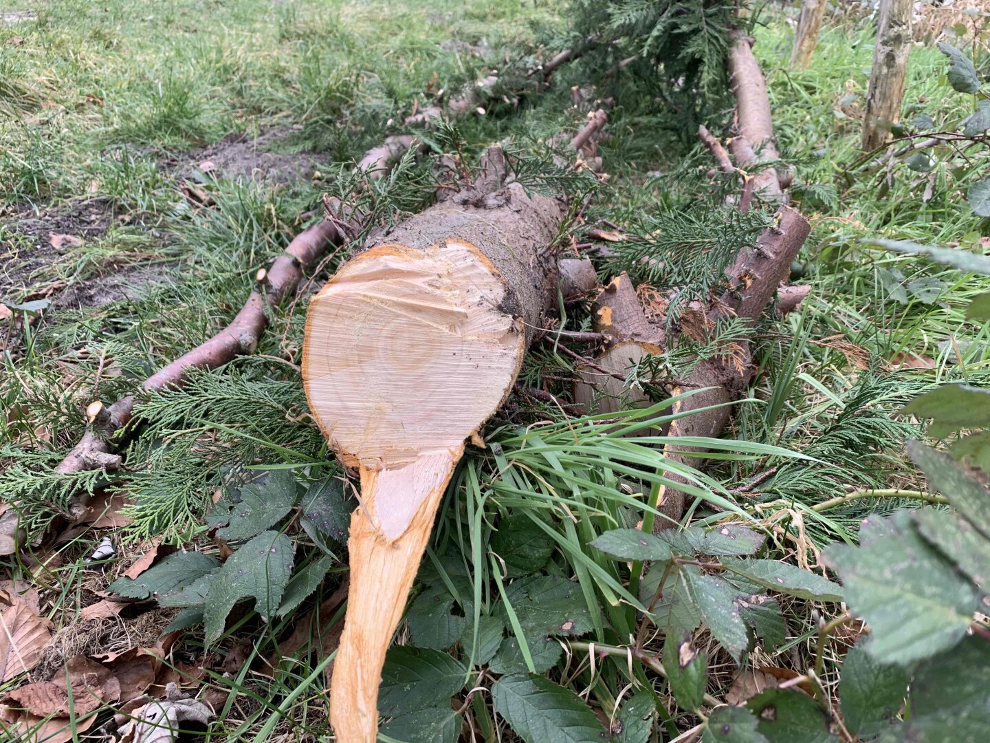 Onderkant van de afgezaagde conifeer