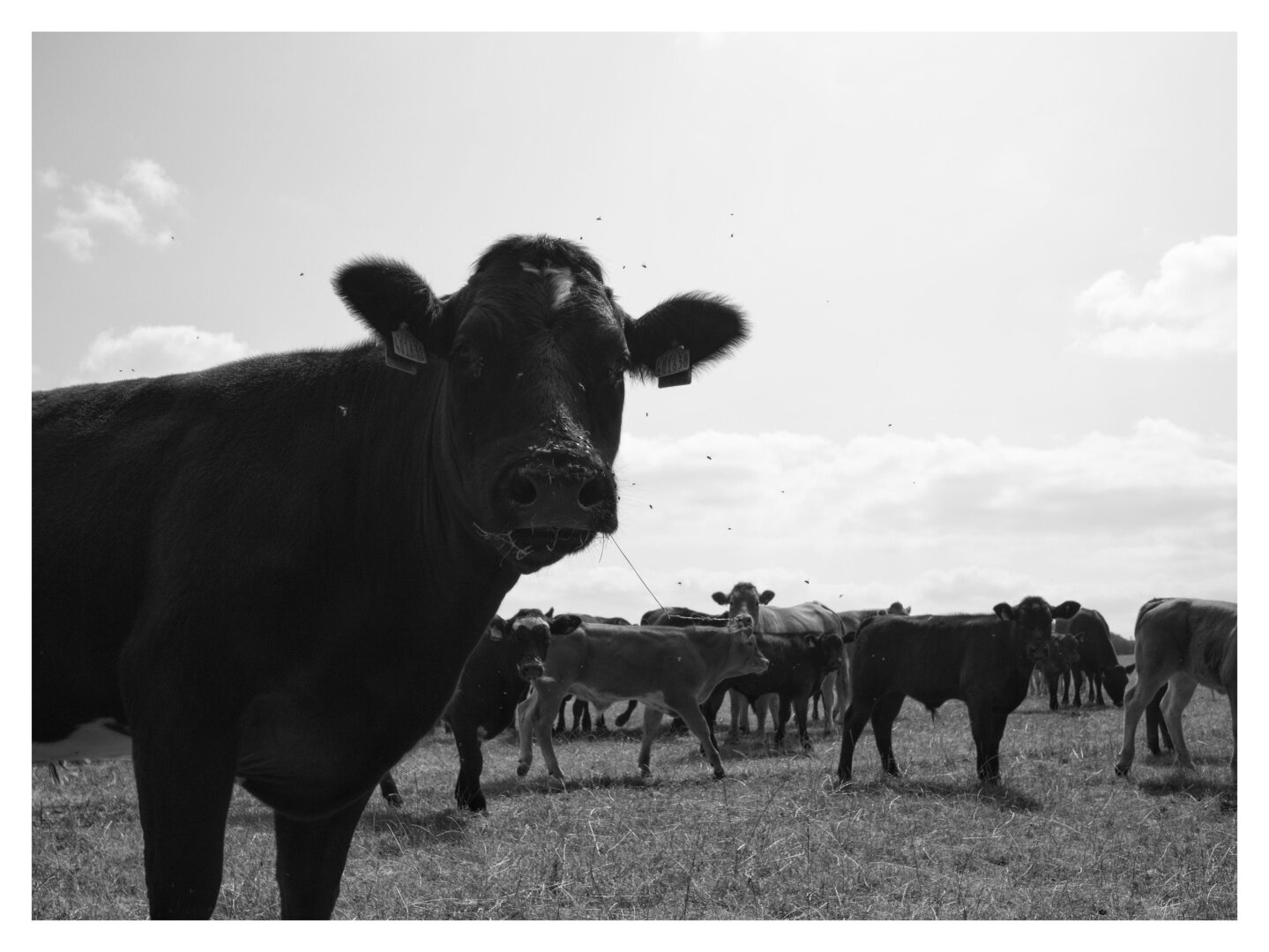Cows (GX9, DJI 15mm f1.7)