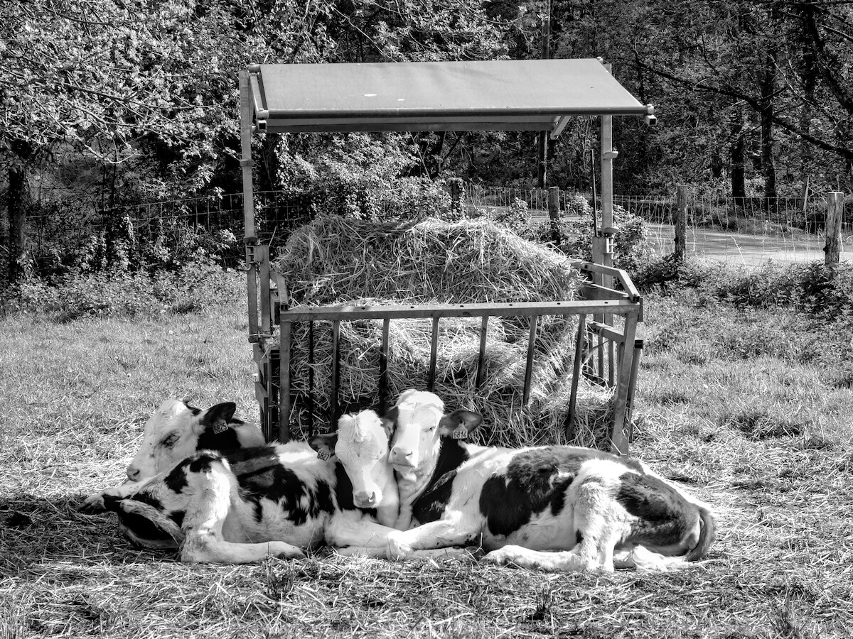 Three cows are lying in the shade of a hay rack. Two of them are snuggled up against each other.