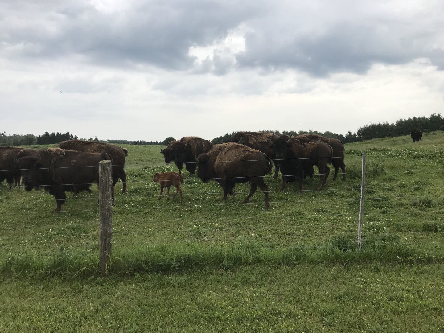 Auntie bisons and a baby in a paddock, a couple of aunties are giving me the evil eye