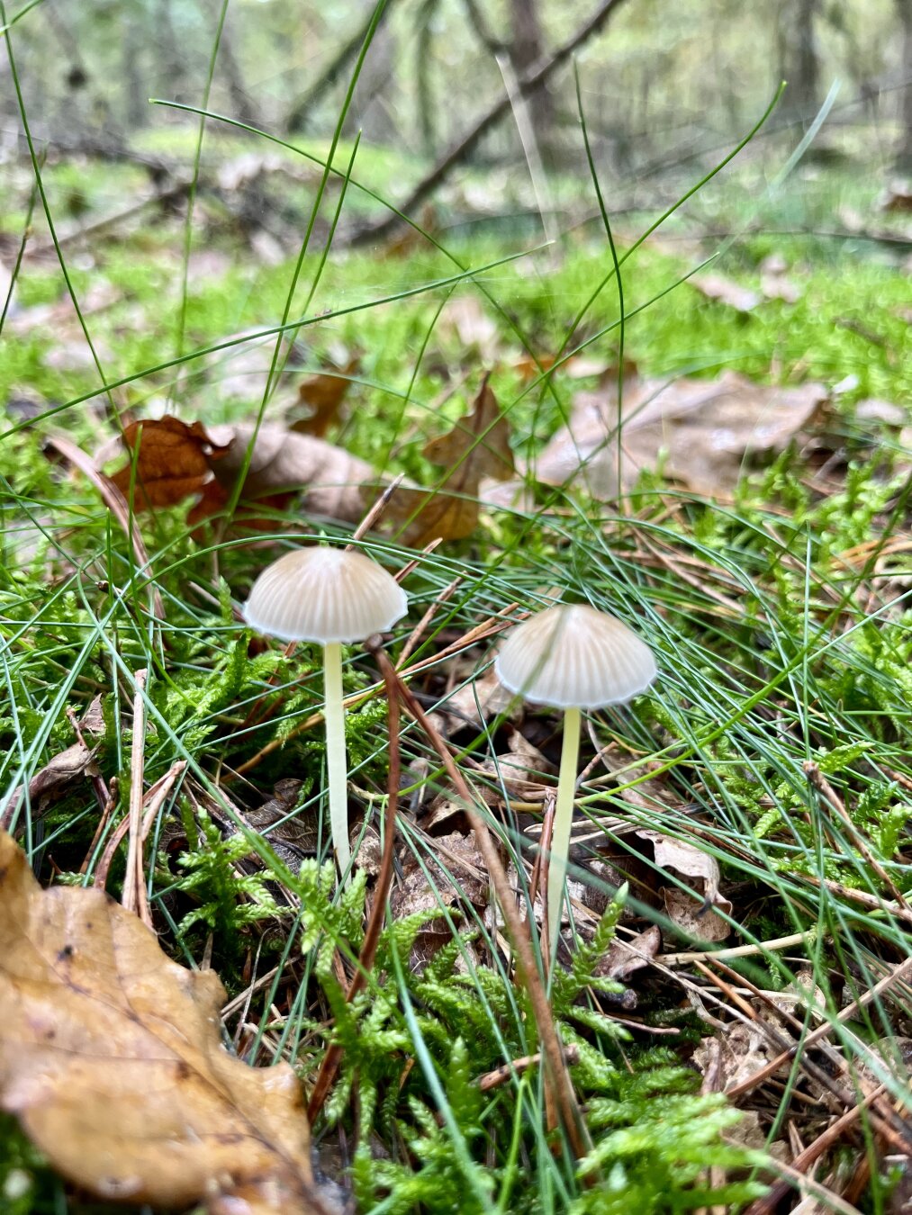 Two delicate, pale mushrooms with thin stems standing in green moss and grass.