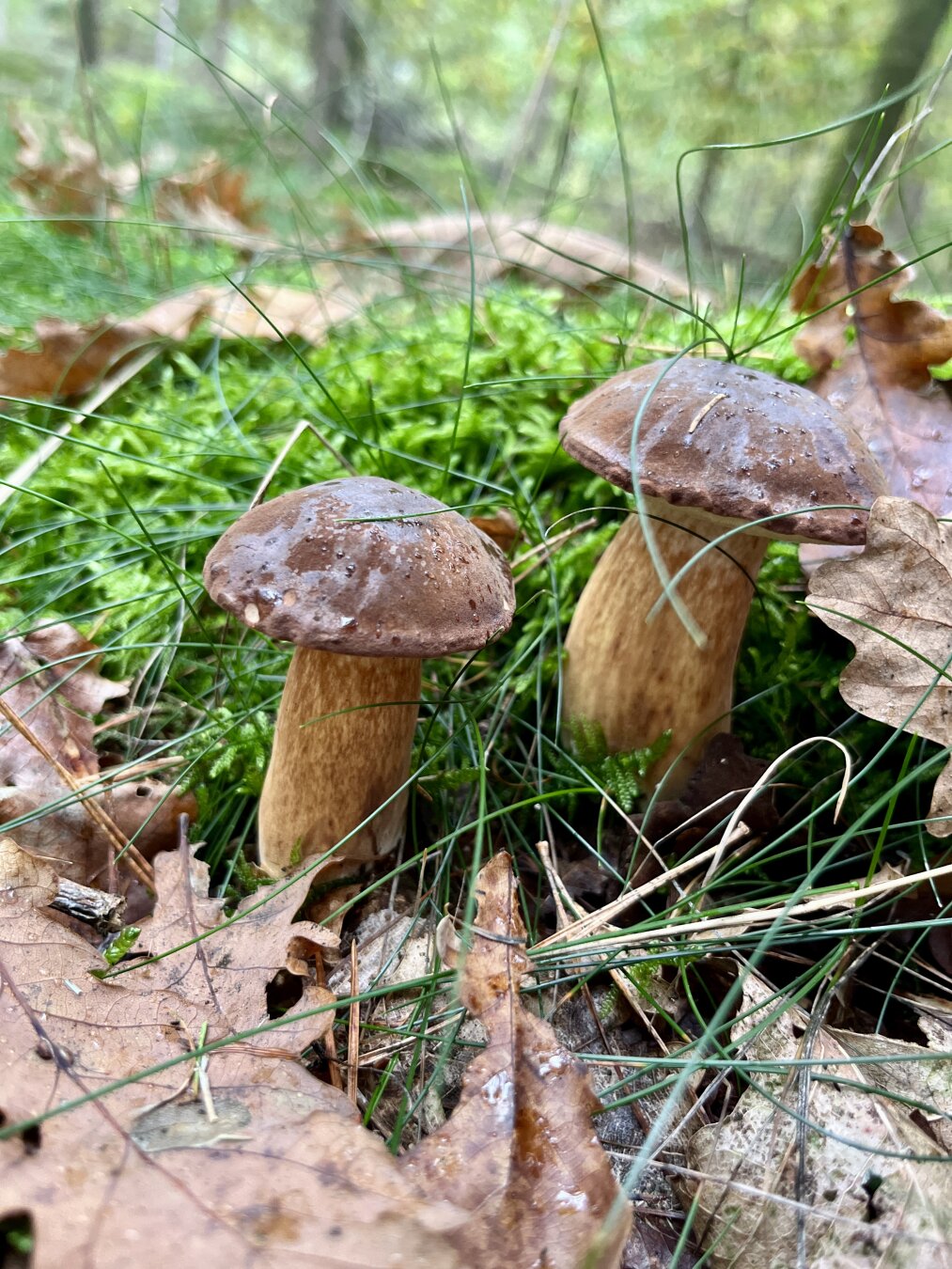 Two brown mushrooms growing among green moss and fallen oak leaves in the forest.