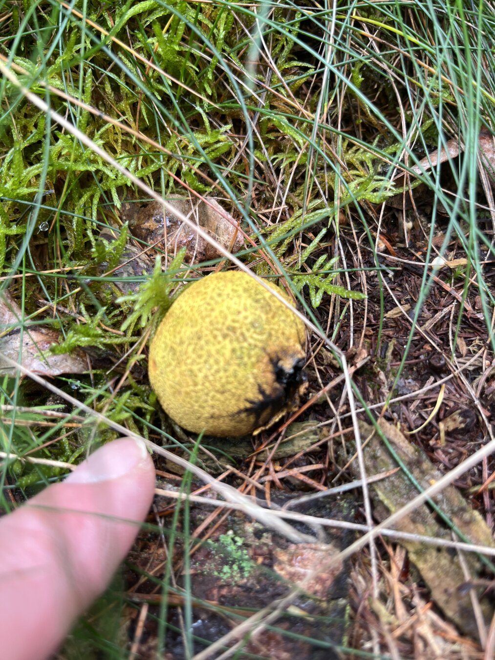 A single yellow bovist mushroom growing on a grassy forest floor.
