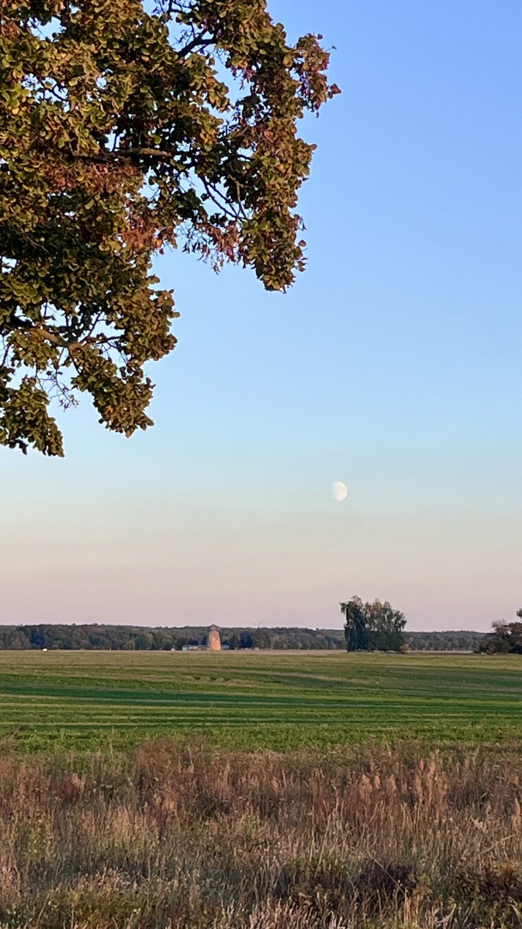 A rural landscape with fields in the foreground, a line of trees in the distance, and a partly visible moon in the evening sky. The top left corner shows branches of a tree with autumn-colored leaves against a clear blue sky.
