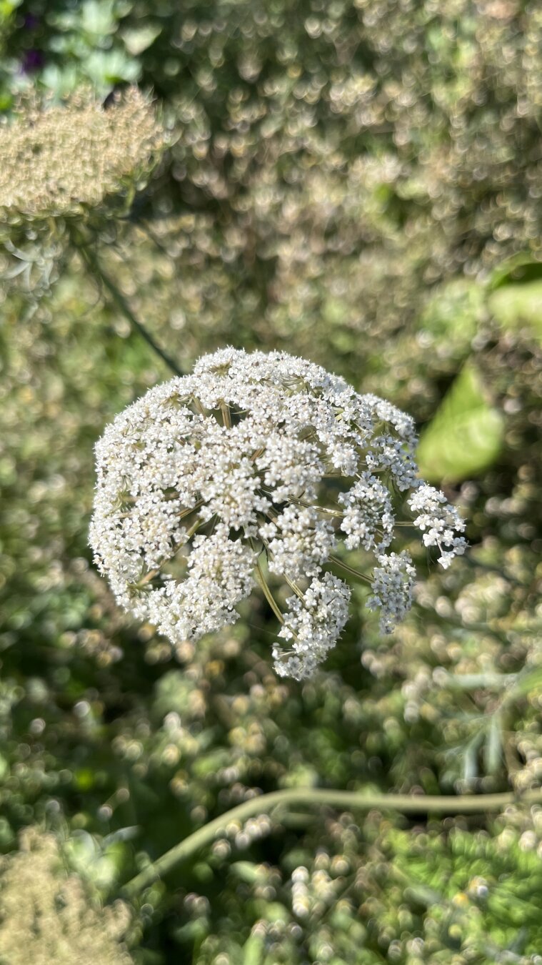 White wildflower cluster resembling Queen Anne’s lace, with many tiny blossoms forming a dome shape in sunlight.