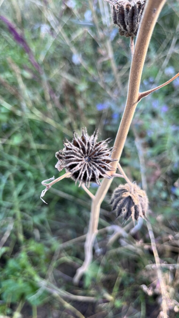 Close-up of a dried seed head with spiky, star-shaped structure on a fuzzy stem, set against a blurred green background.