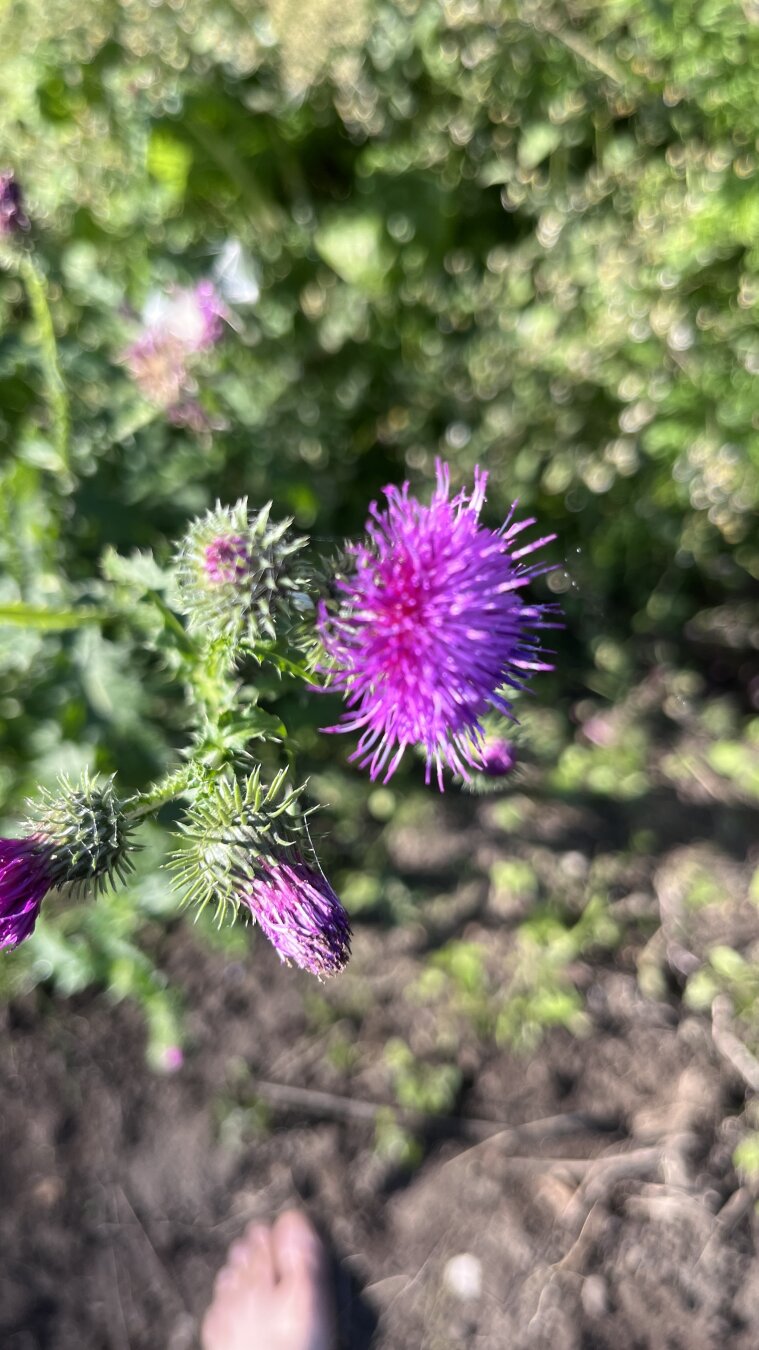 Bright purple thistle bloom with spiny buds, captured in sunlight above earthy ground.