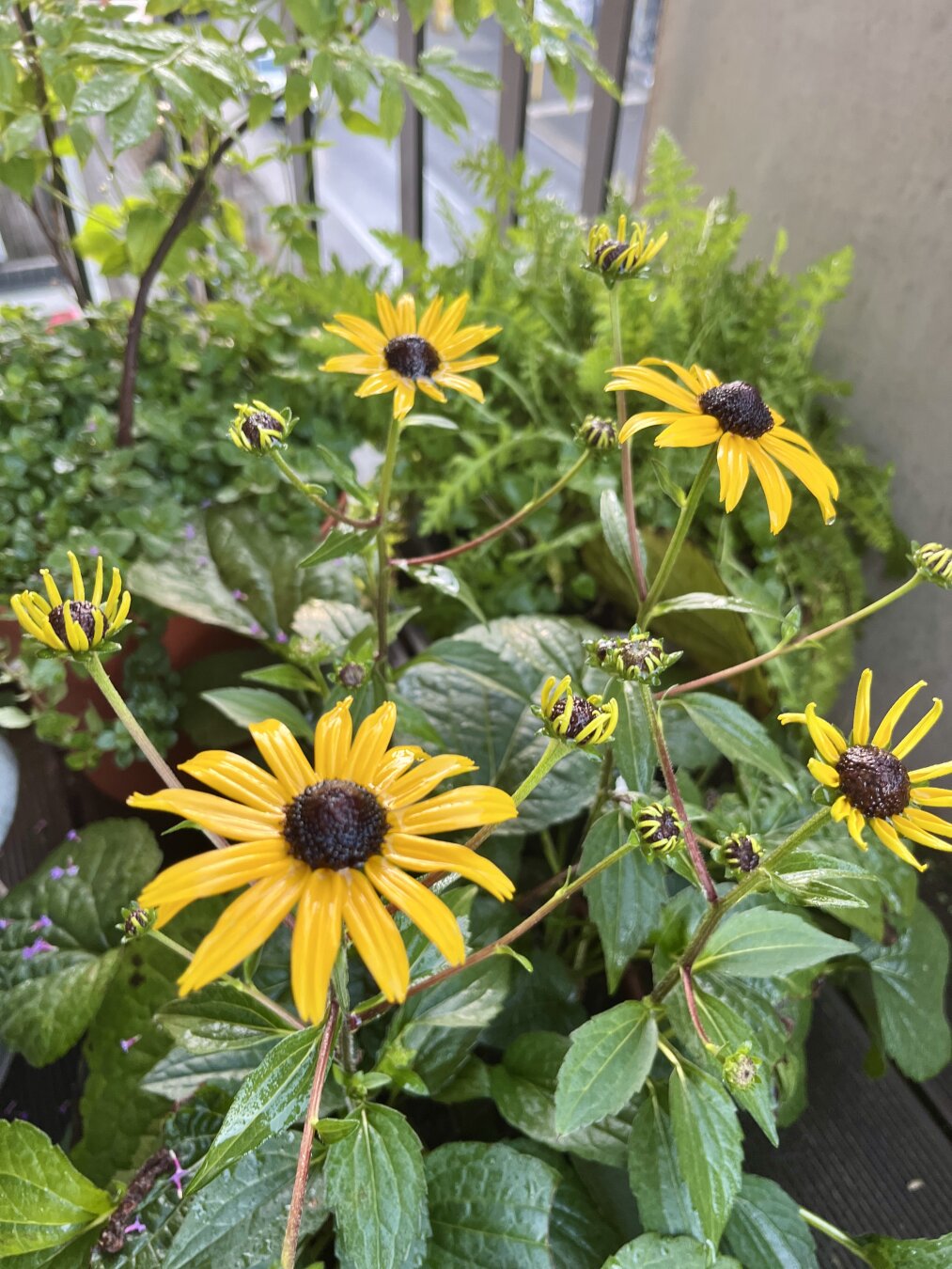 Flowering coneflower on a balcony in the wet fall