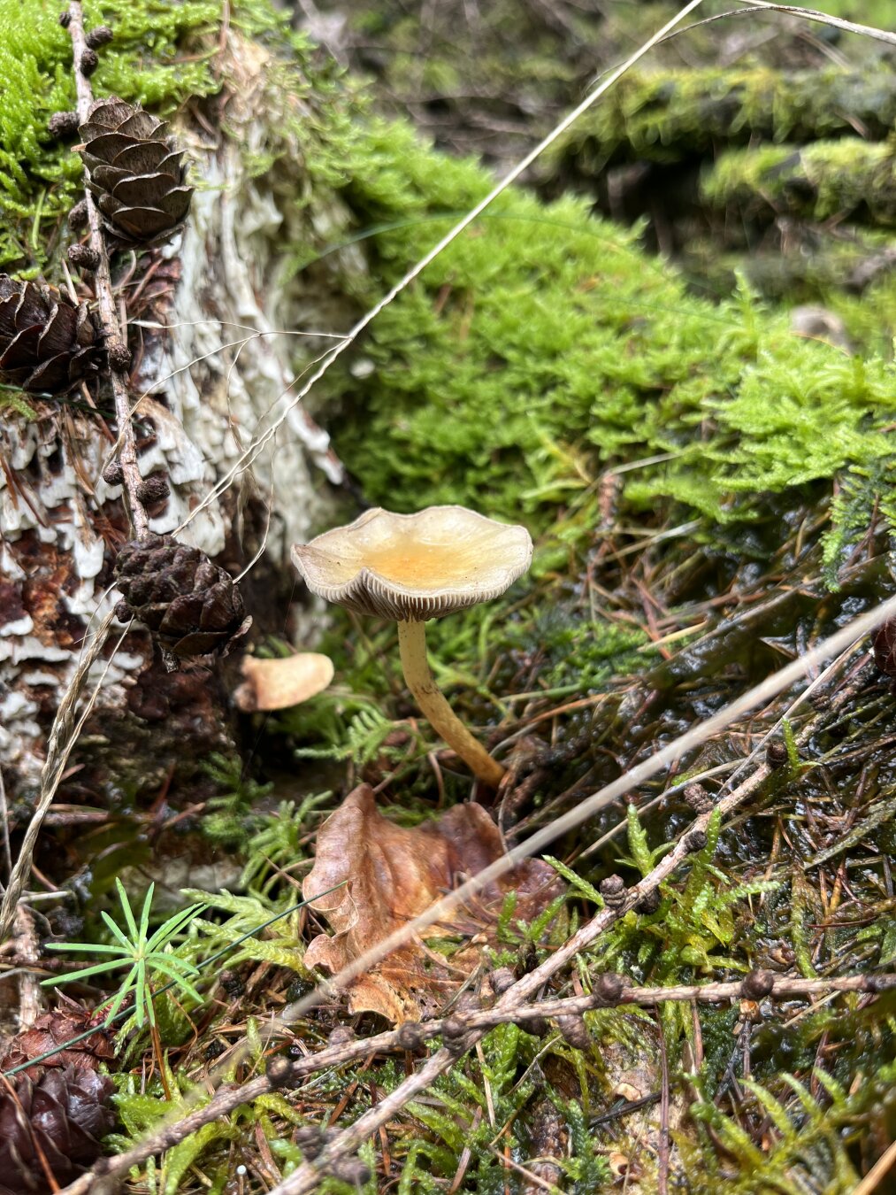 A single brownish mushroom growing on a mossy forest floor near a tree stump and pine cones.