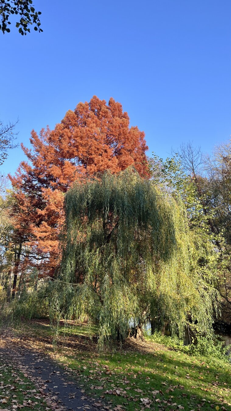 Bright orange tree and green willow under a clear blue sky in the Schlosspark Niederschönhausen in Pankow, Berlin.