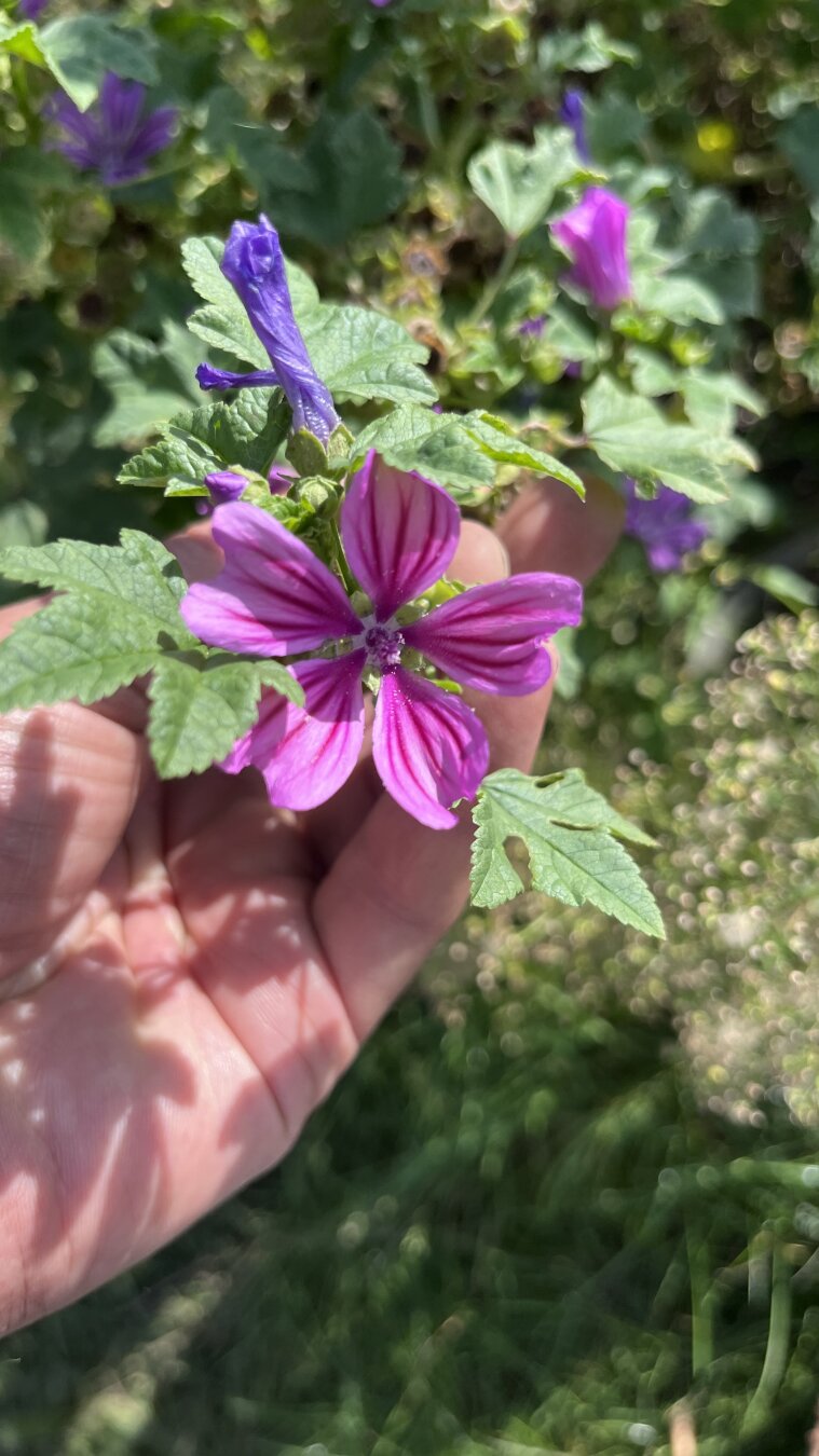 A purple mallow blossom