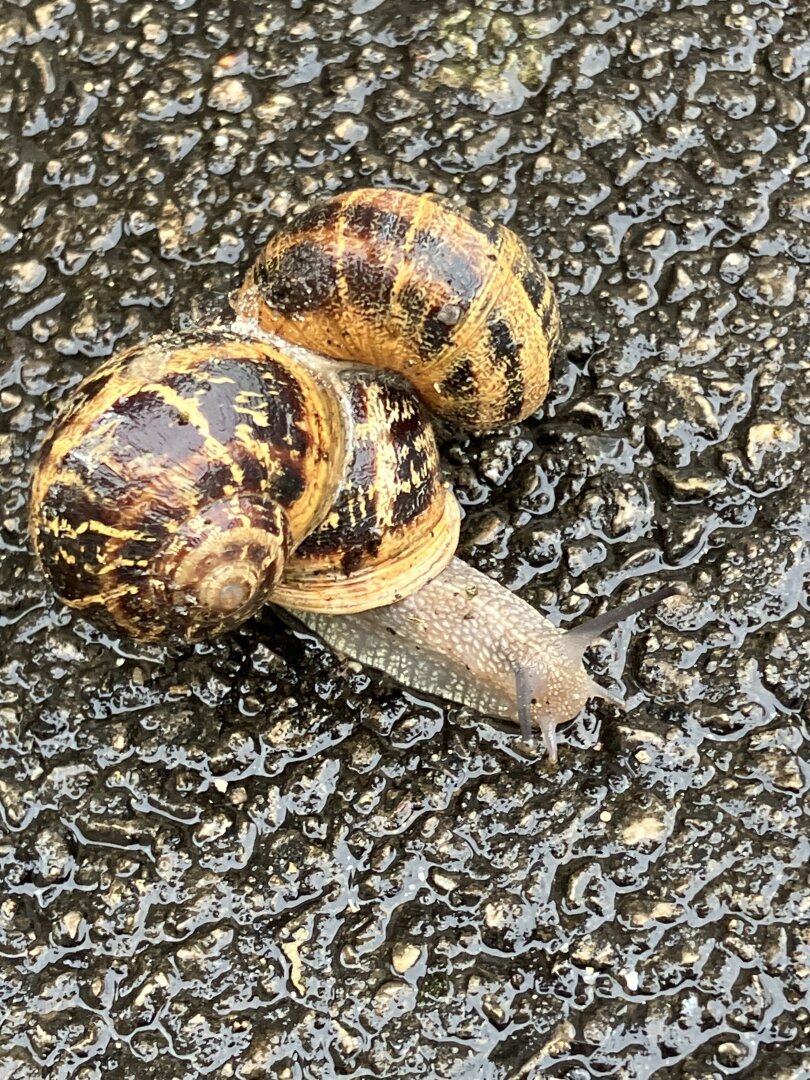 Un escargot avance sur le bitume après la pluie, deux coquilles d’escargots sont collées sur la sienne