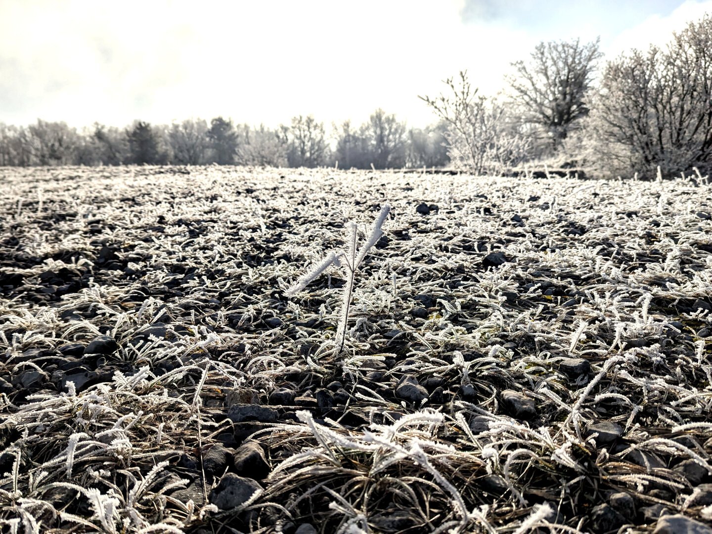 a shrub on a field, hoarfrost, the shrub looks like a little man holding up one arm, trees in the background