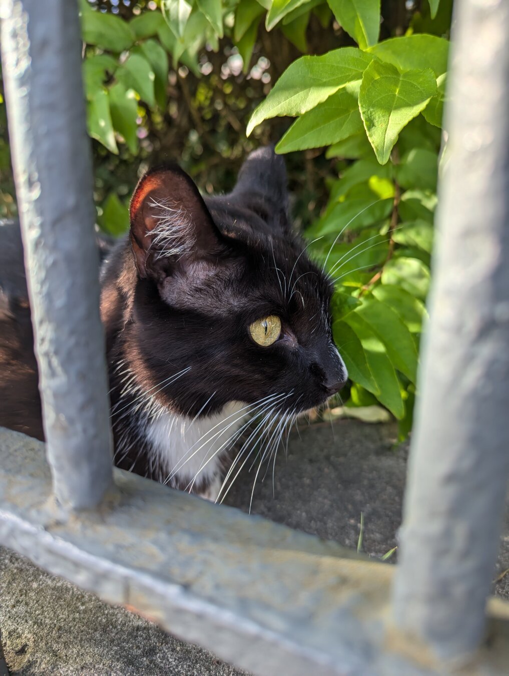 Cat behind the bars of a fence within leaves of a tree