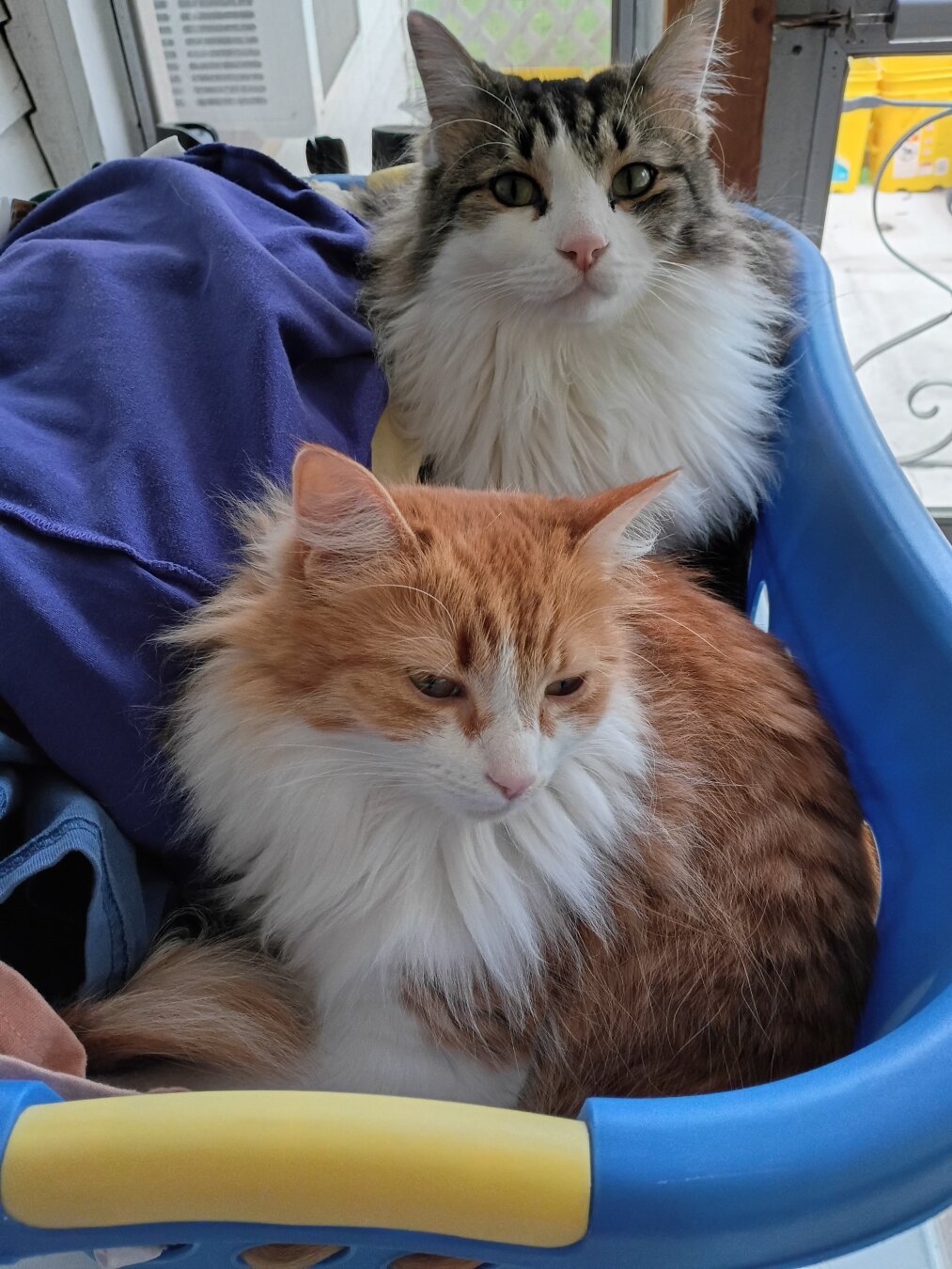 Blue laundry basket full of clothes on the back porch ready to be hung outside to dry. Two long-haired cats are sitting on top of the laundry. Black and white cat in the back. Orange and white cat in the front. Both facing the camera.