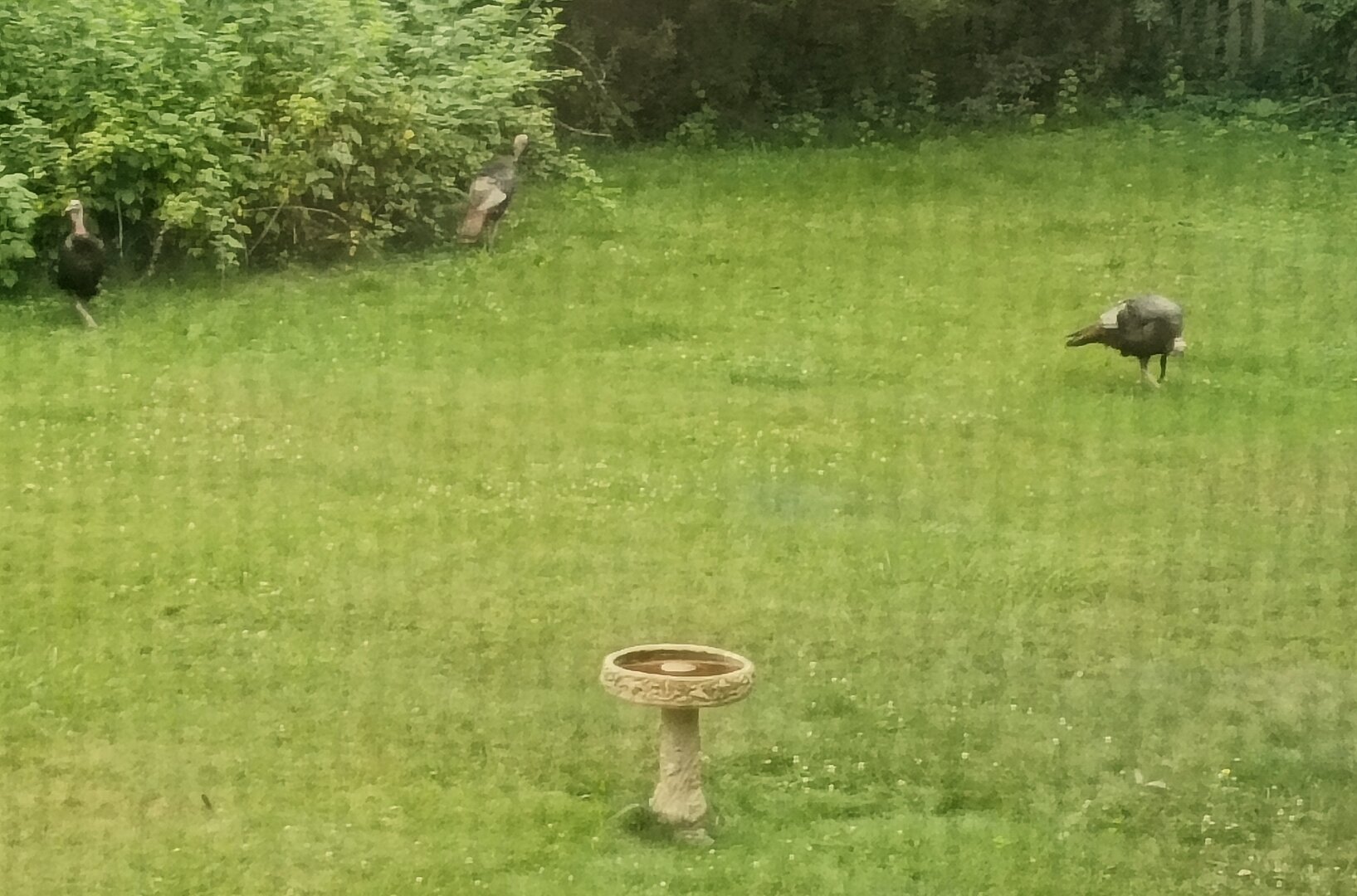 3 wild turkeys in the backyard. 2 are eating raspberries off the vine. There is a concrete birdbath in the foreground.