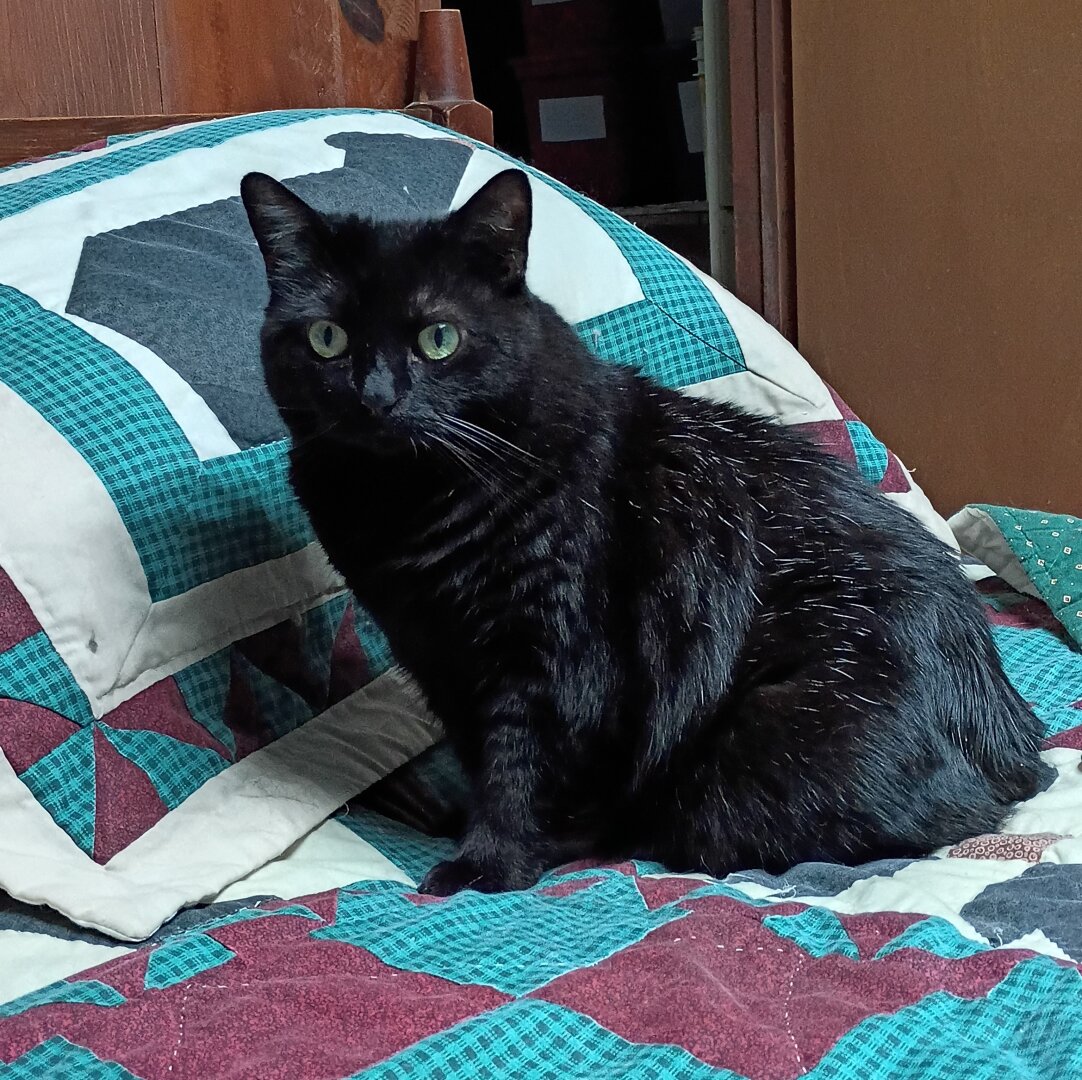 Black cat with green eyes sitting on a green, cream, and burgundy quilt with her left side towards the camera and her face turned to the camera