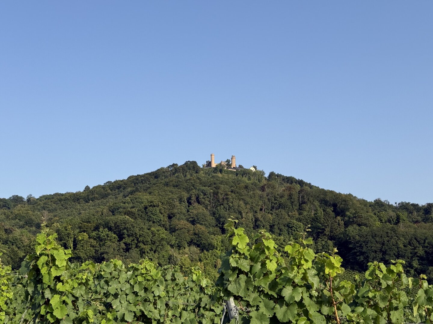 Photograph of a castle sitting on a mountain framed by blue sky with a grapevine in the foreground