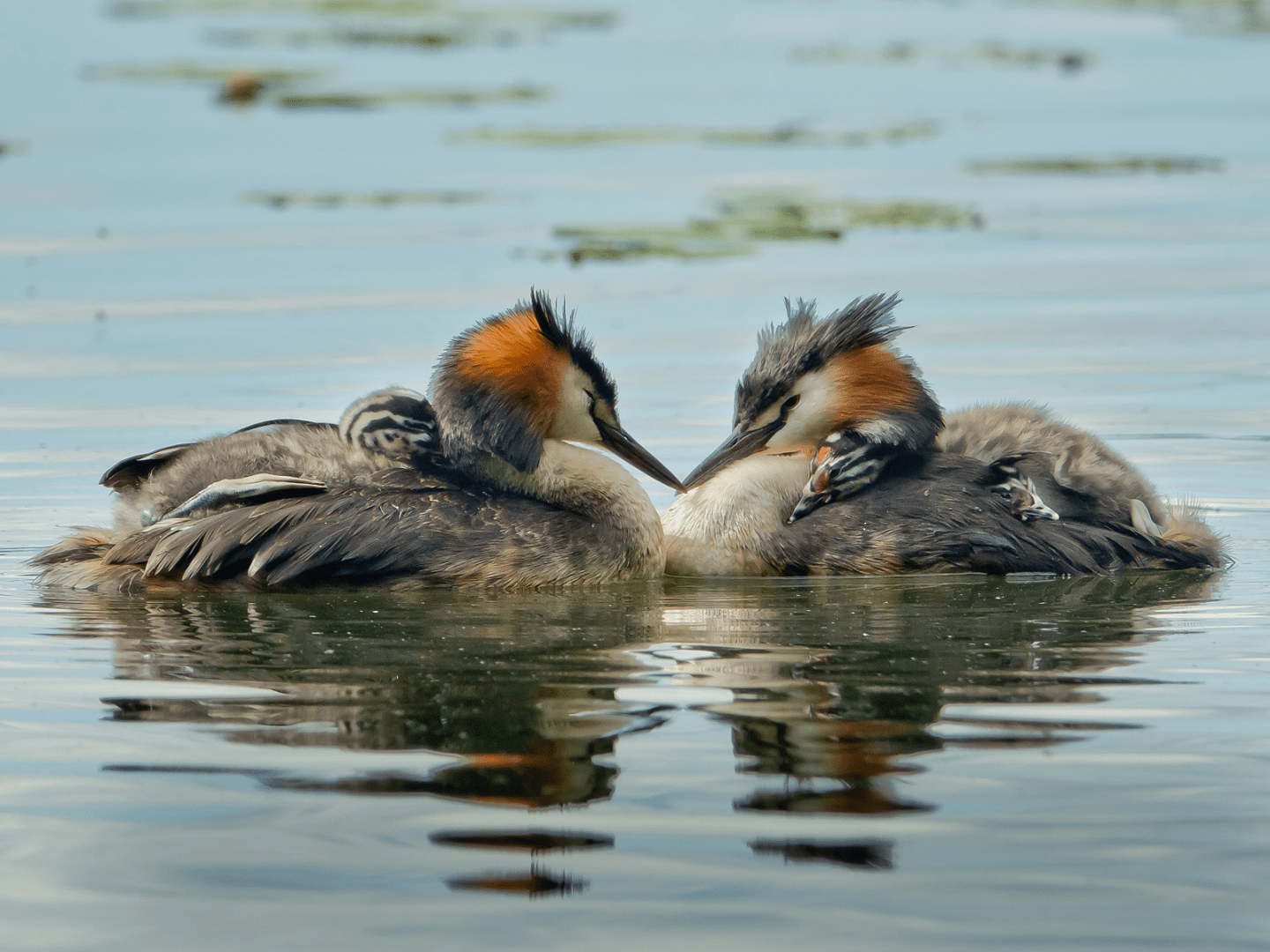 Silkkiuikut – Great crested grebes