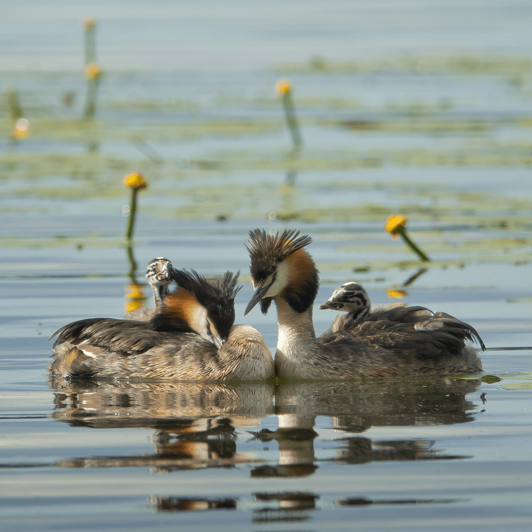 Silkkiuikut – Great crested grebes