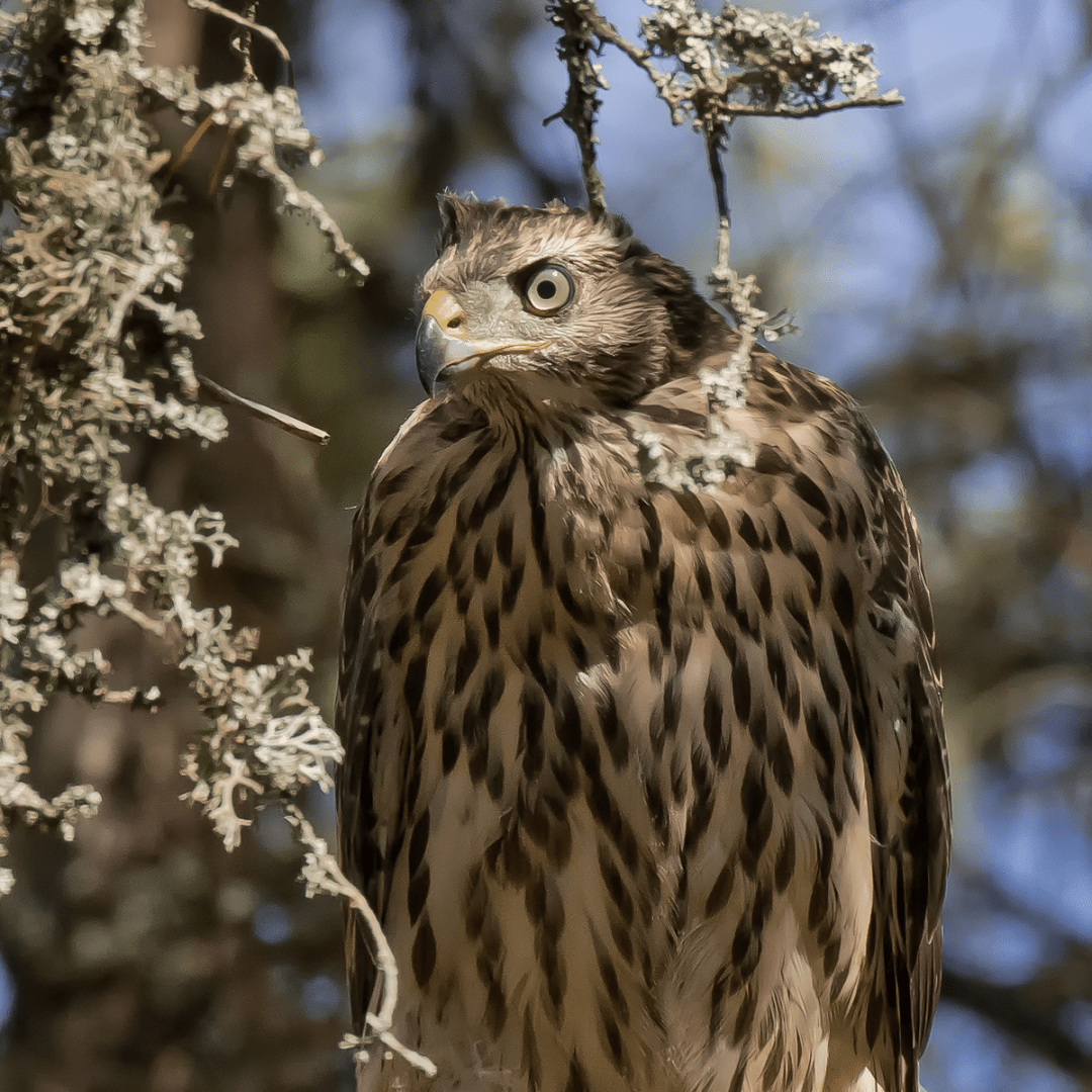 Kanahaukka – Goshawk