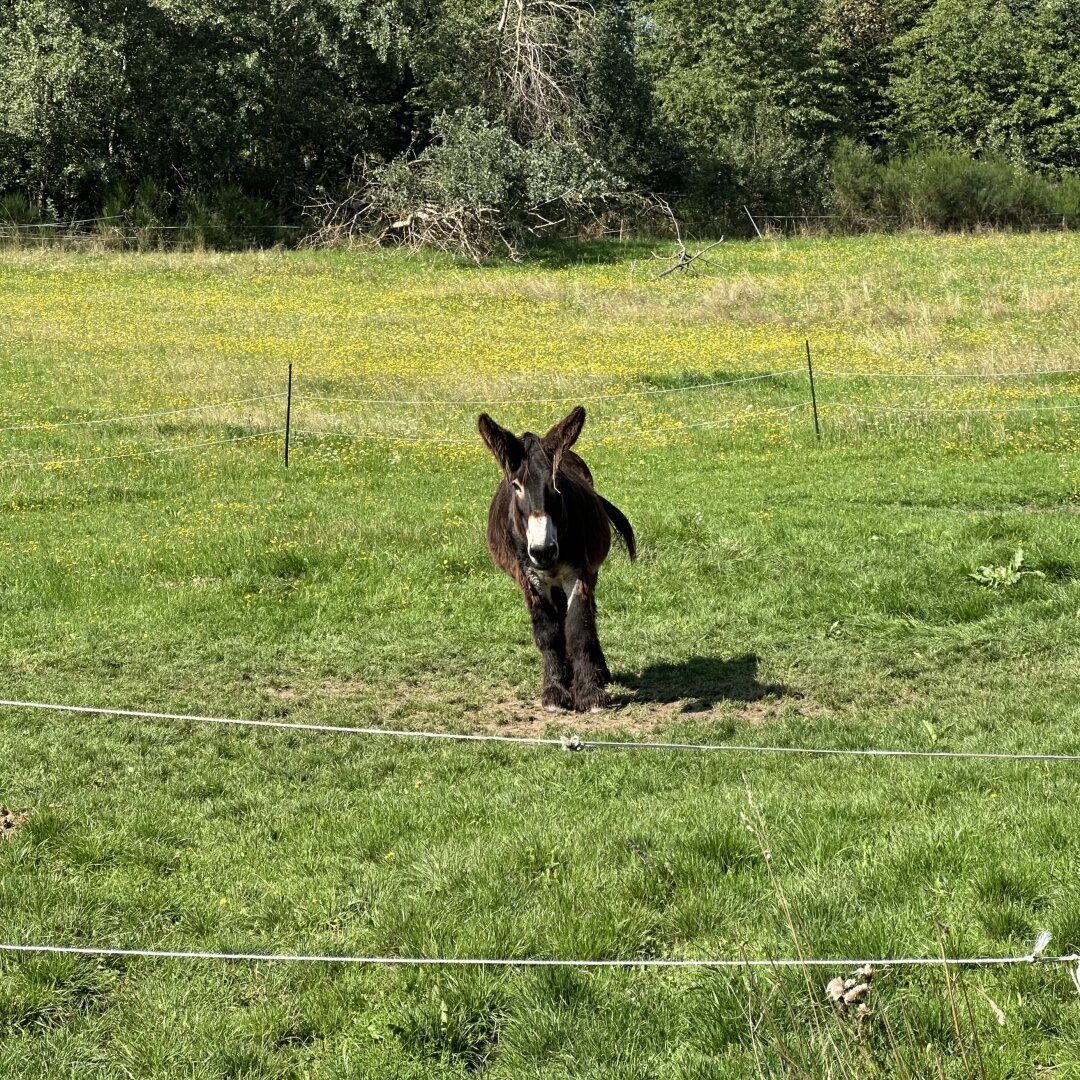 Esel auf grüner Wiese